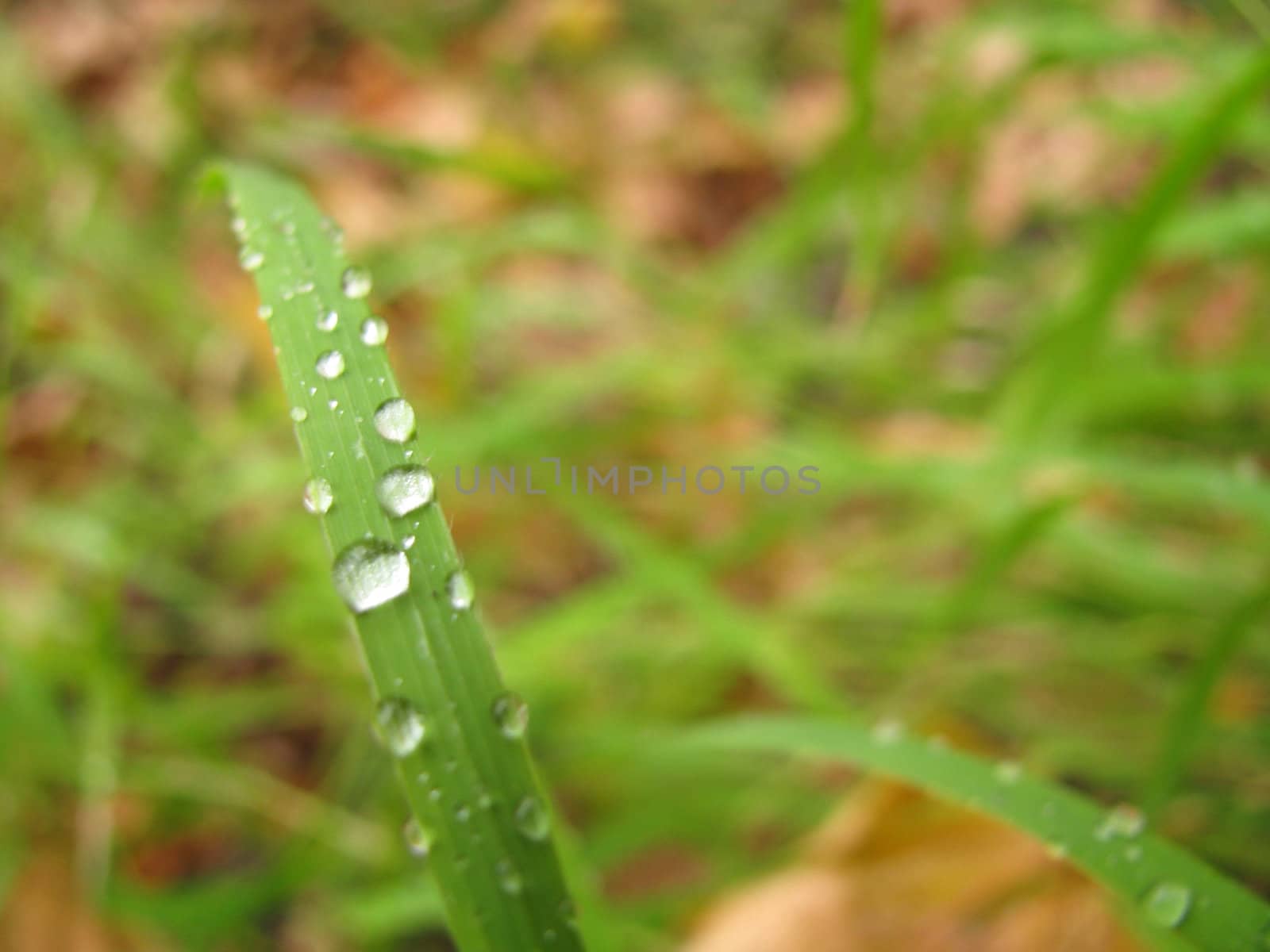 dew; drop; background; beauty; grass; bright by Viktoha