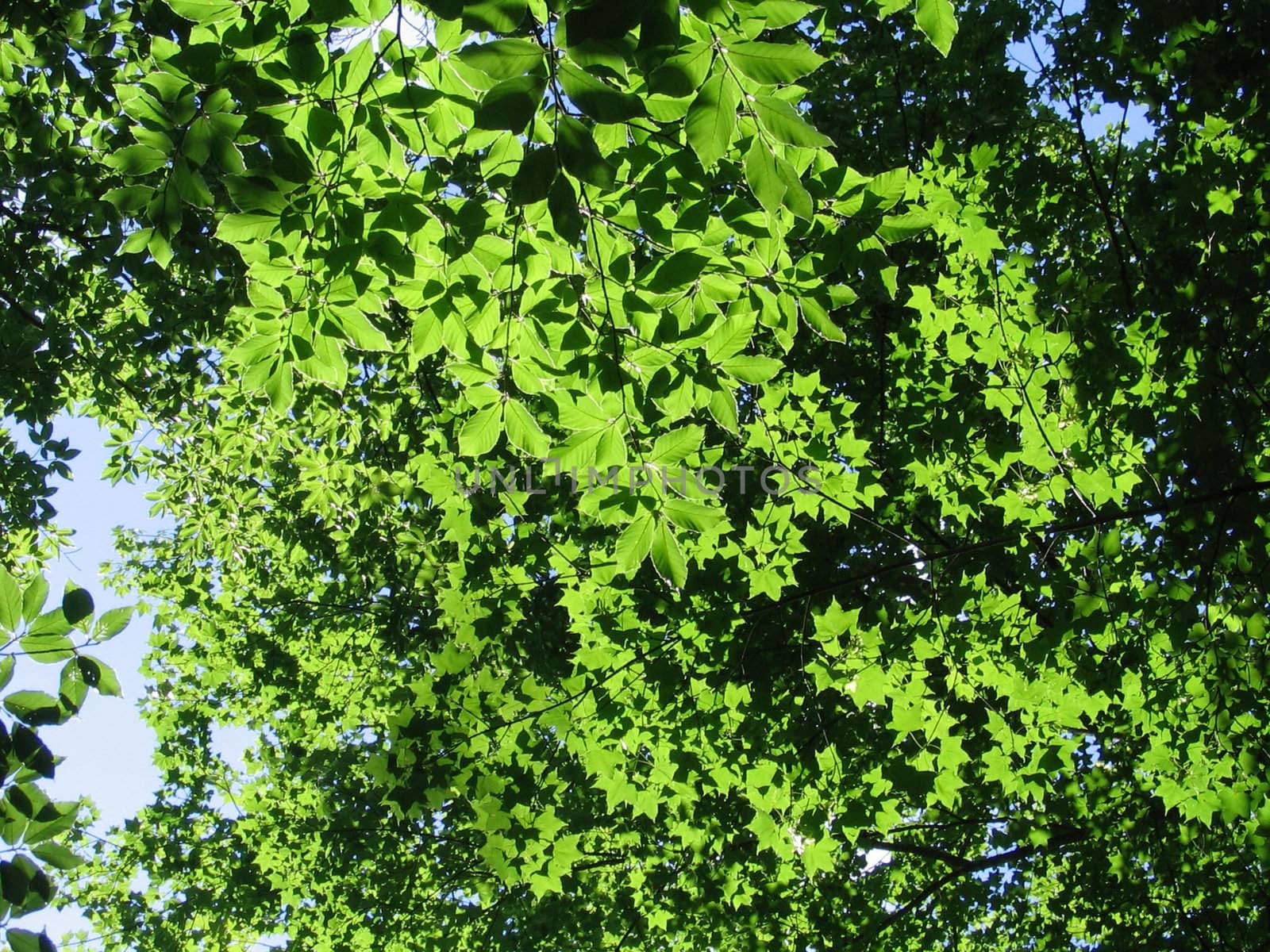 sheet; foliage; sky; greens; close-up; soft focus by Viktoha