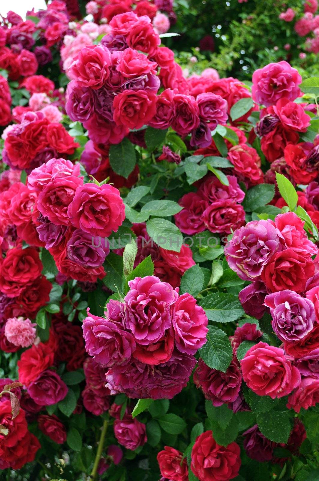 Tree of country roses with numerous rich rose flowers