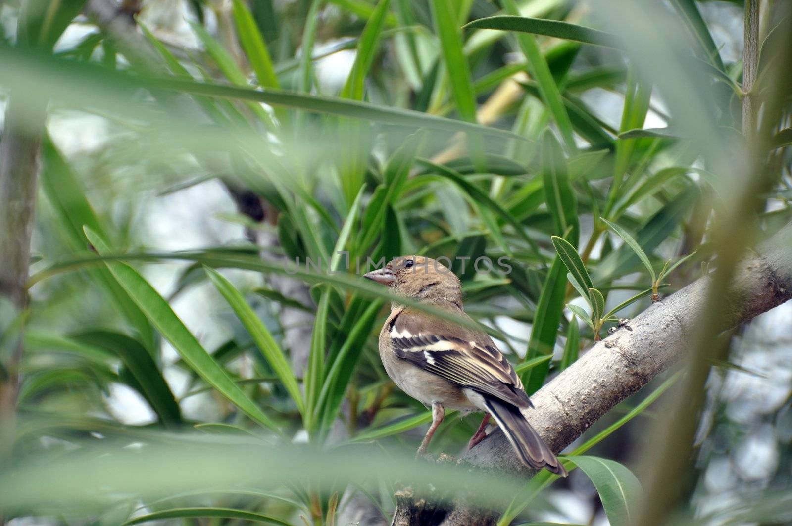 House sparrow sitting in bushes with leaves in front