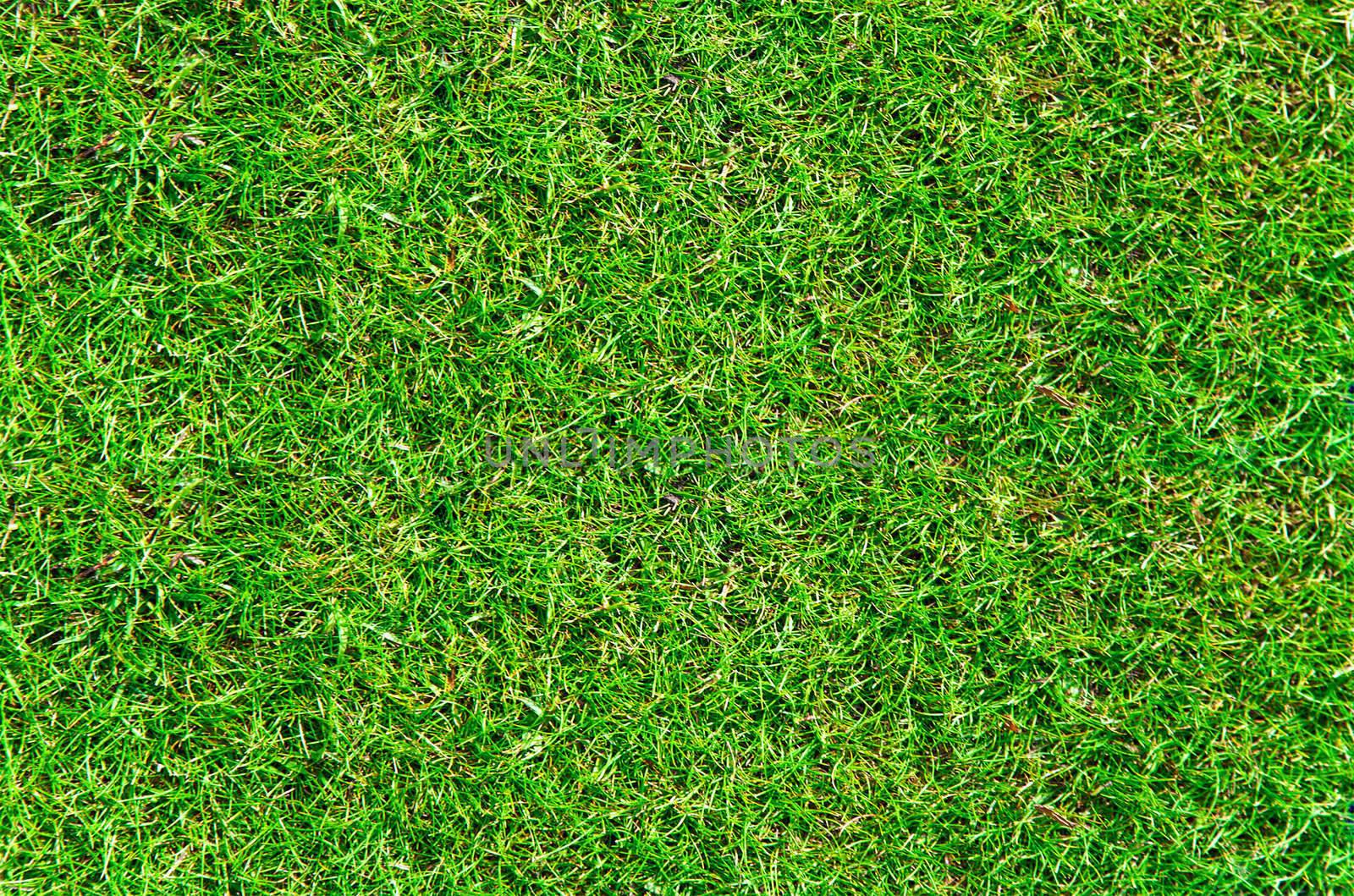 The real green grass background