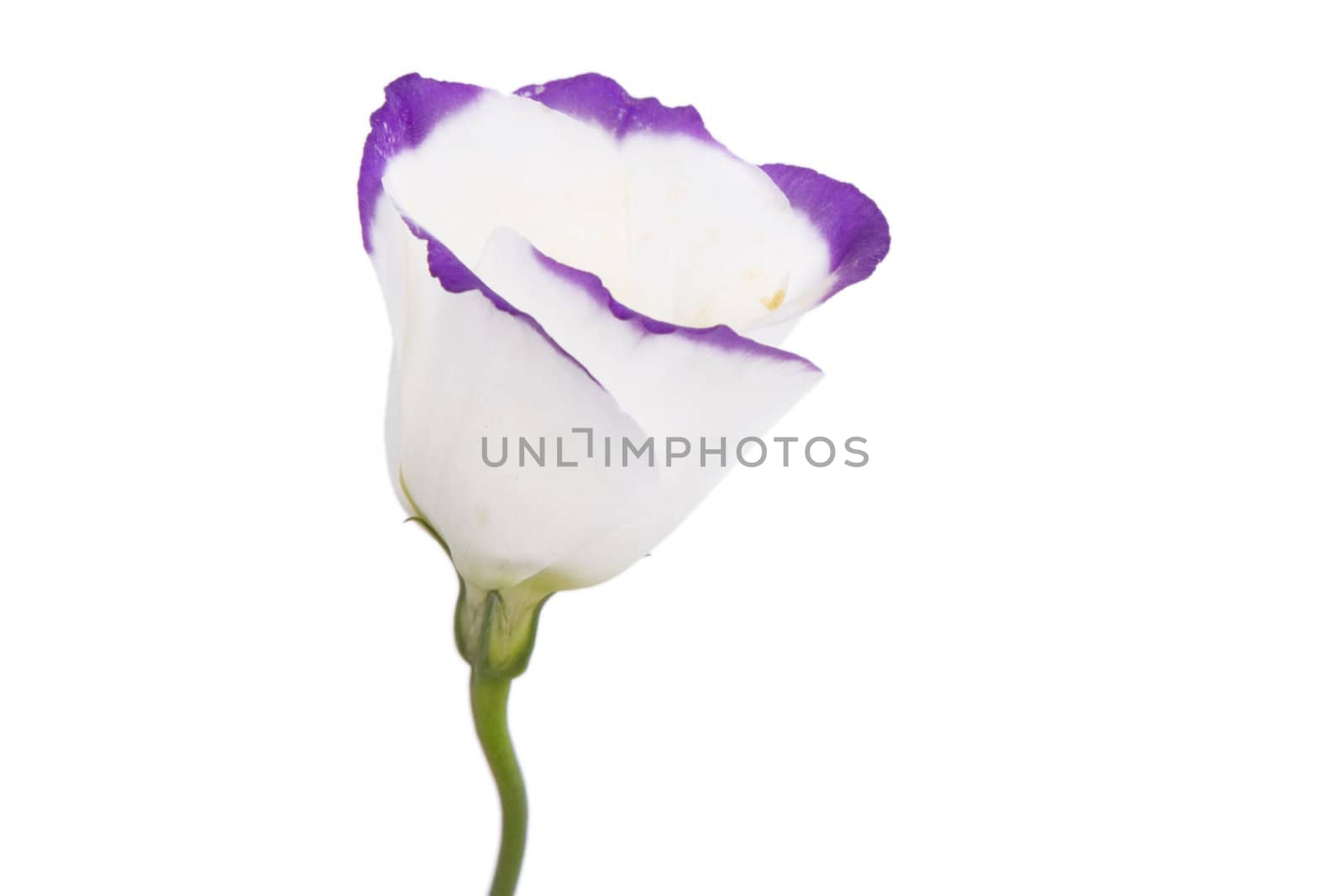 white and purple flower isolated on white