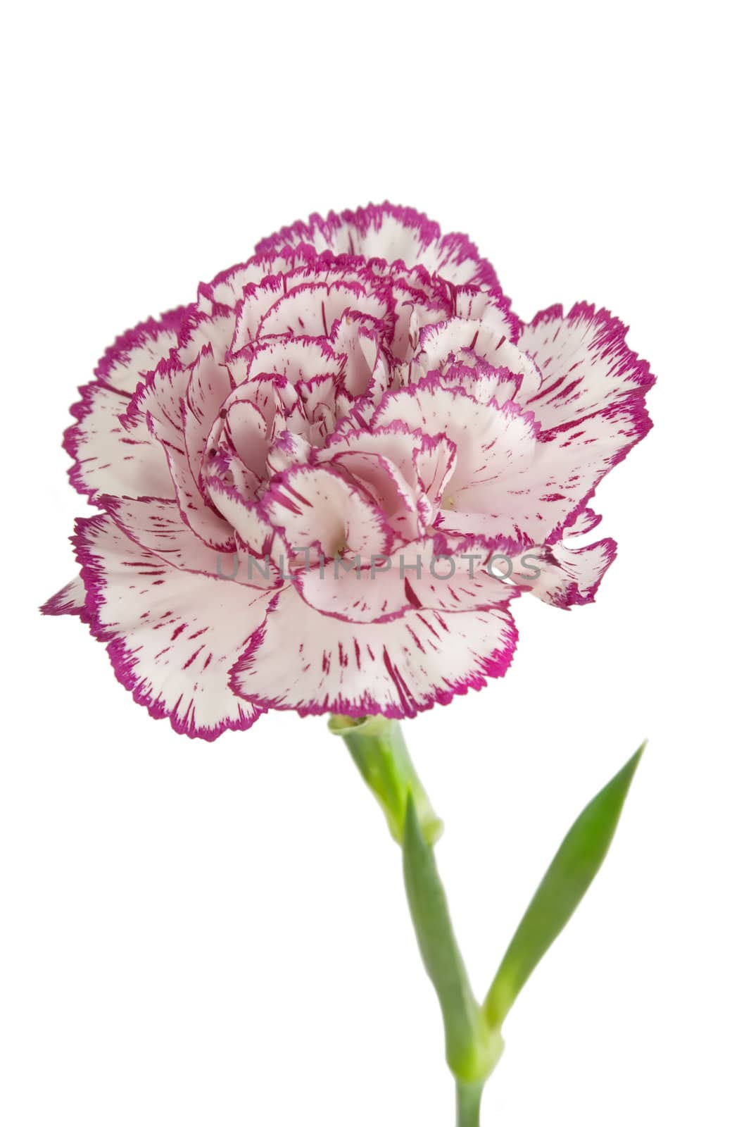 white and pink blooming carnation flower on white background