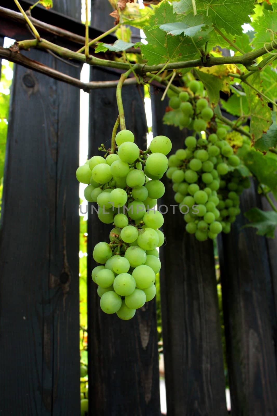 The green grape at the fence