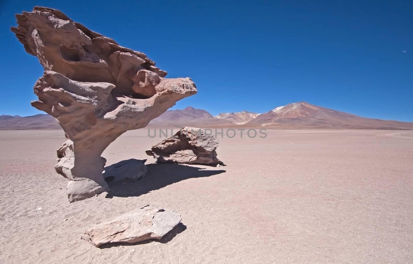Rock Tree in the Bolivian Desert