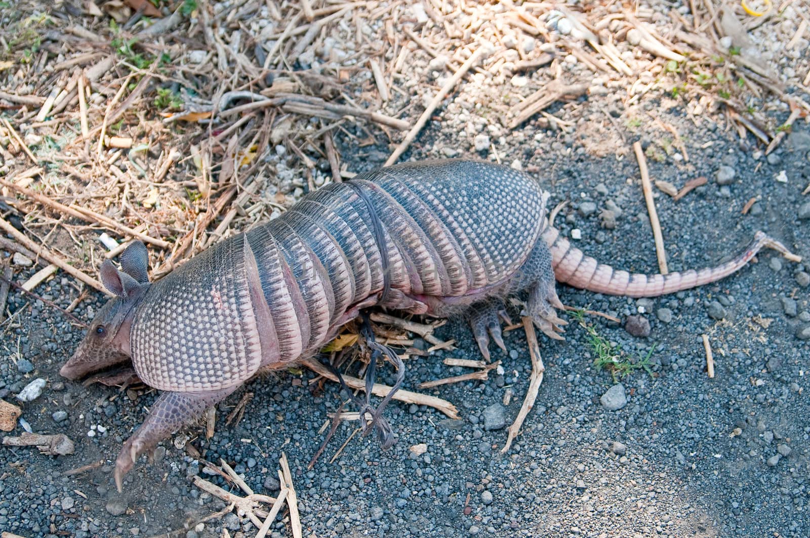 This poor armadillo was caught and was in one step from to be eaten. I have saved him!