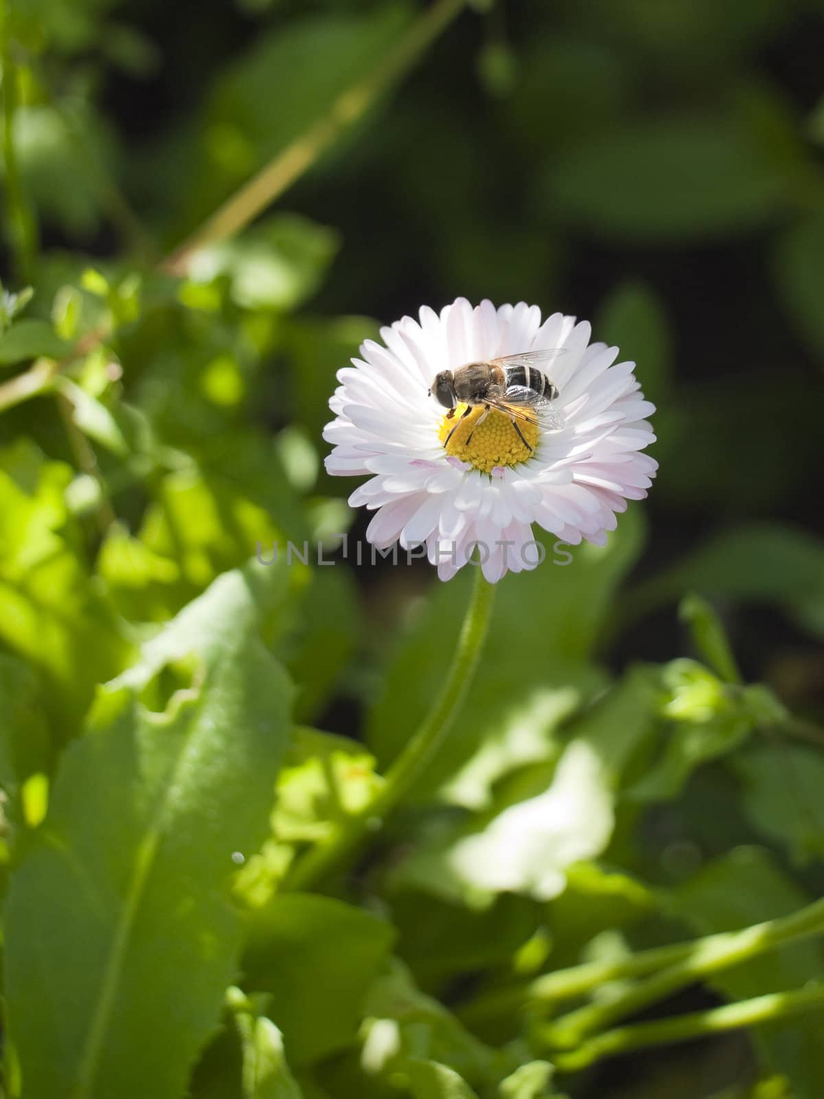 Garden plants. The fly on a flower of a daisy.