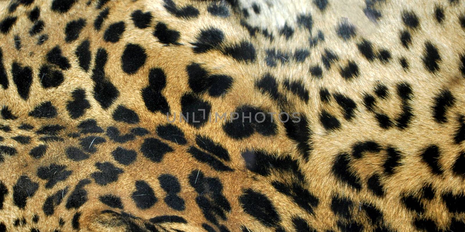 Leopard or Panthera Pardus of the Felidae family - useful as a background