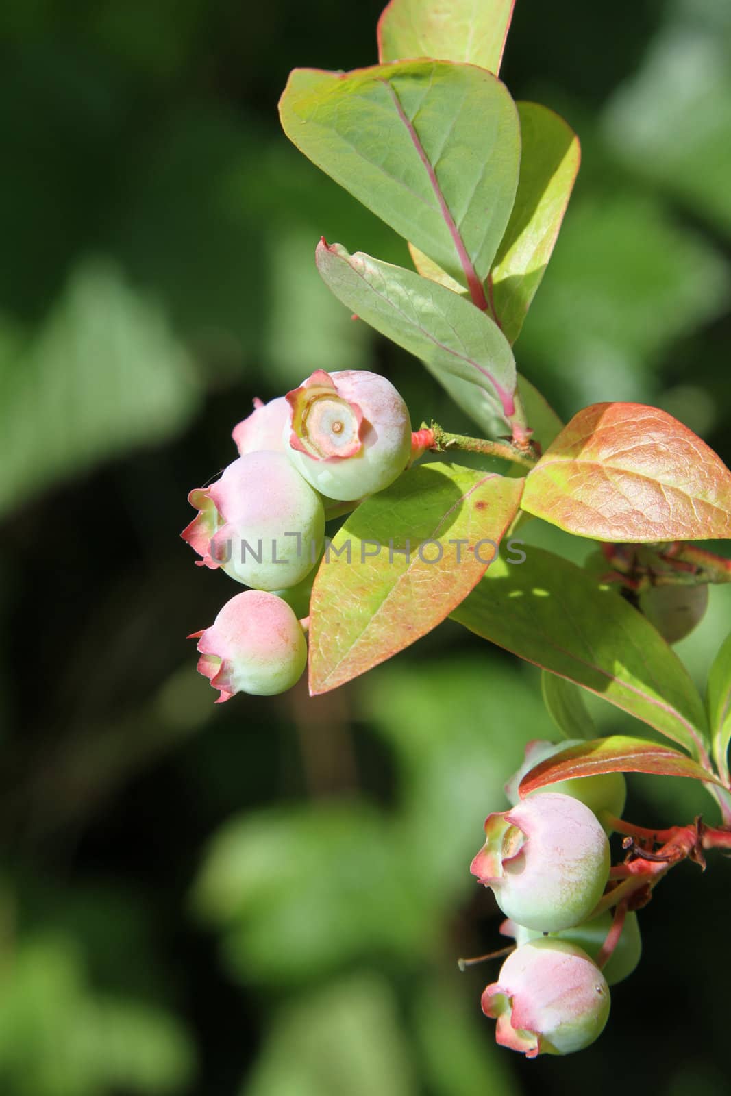 Blue-berries ripening on the bush with leaves.