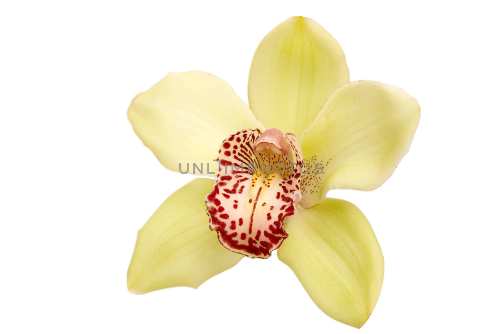 closeup of colorful orchid on white background