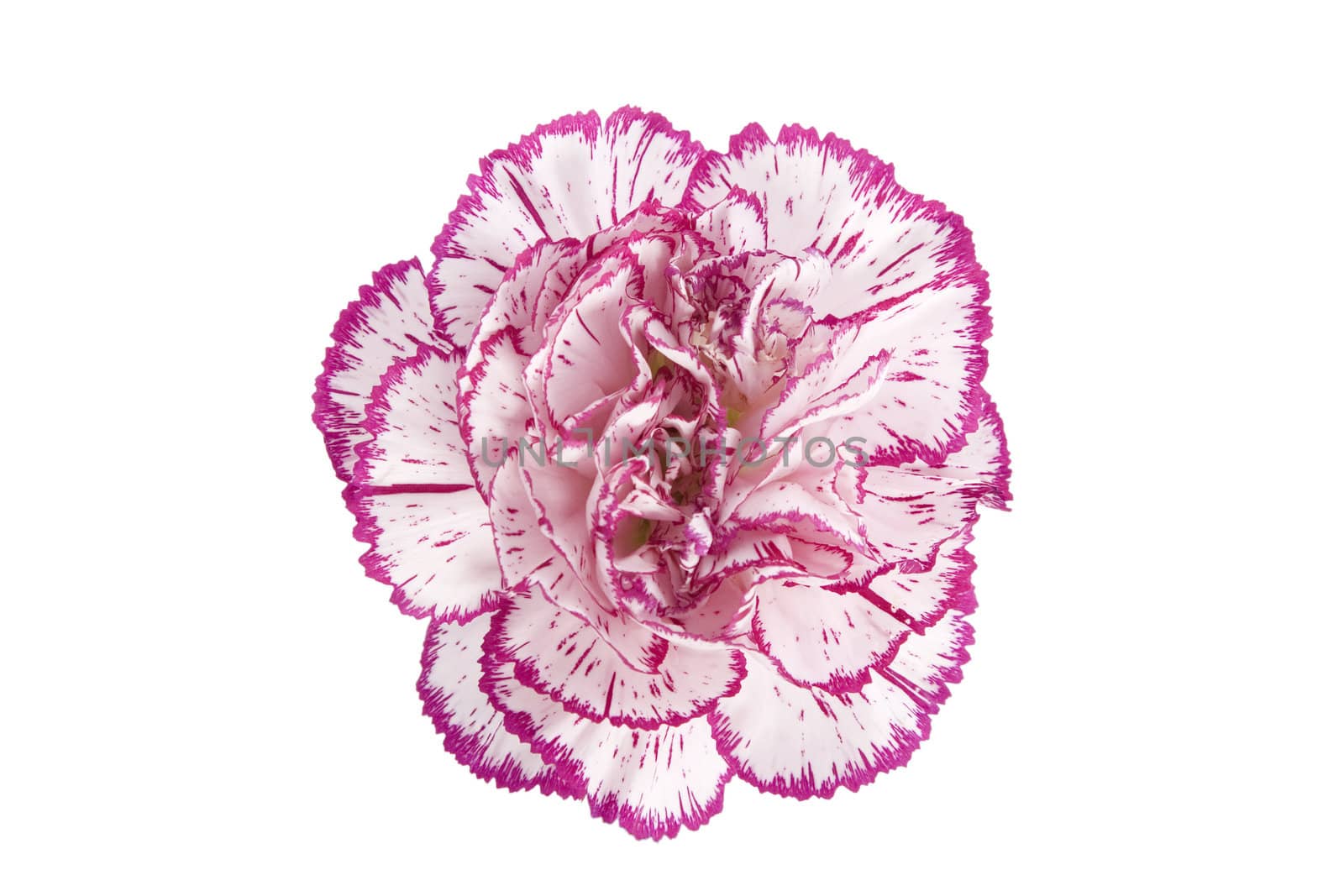 white and pink blooming carnation flower on white background
