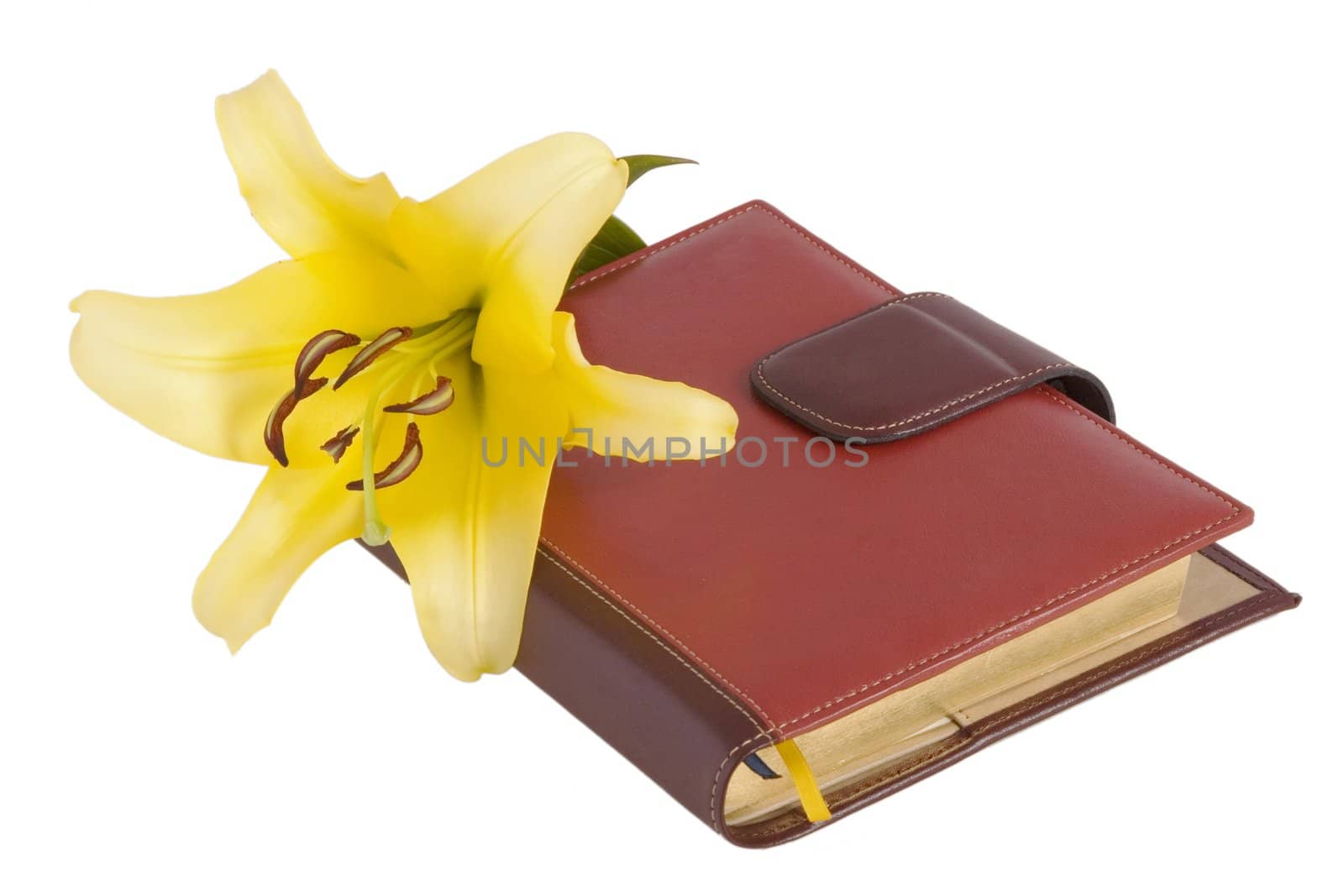 blossom yellow lily flower and red notebook
