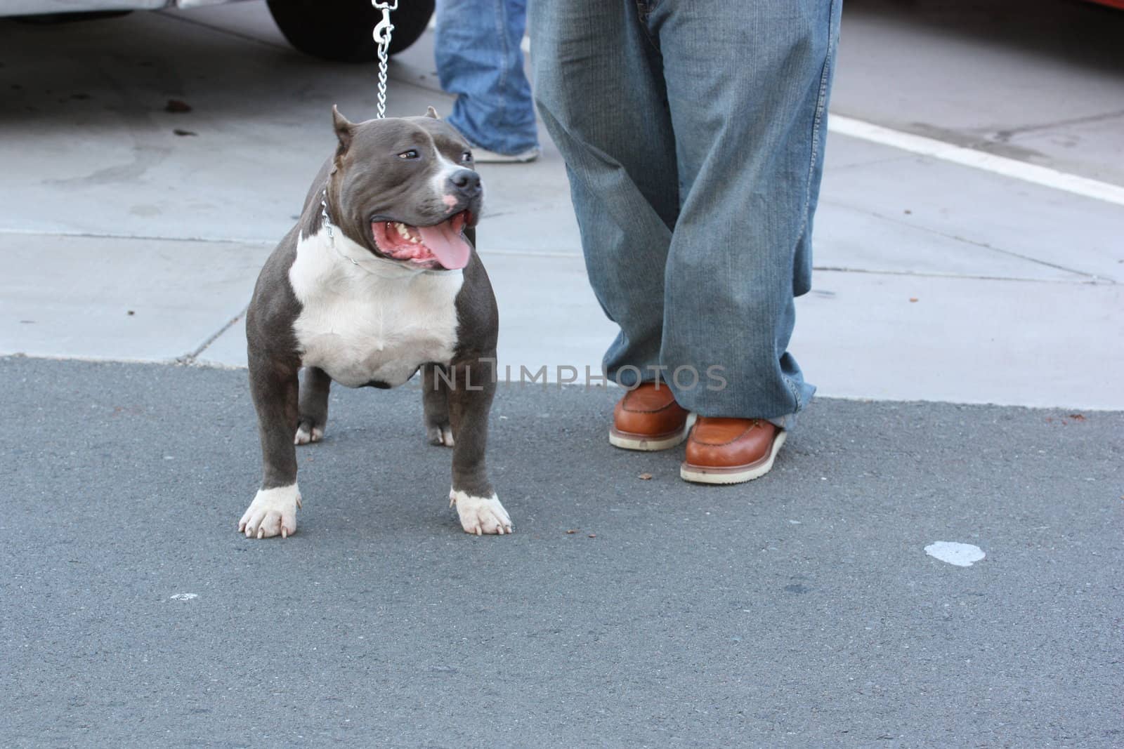 Brown pitbull dog outside in a park.