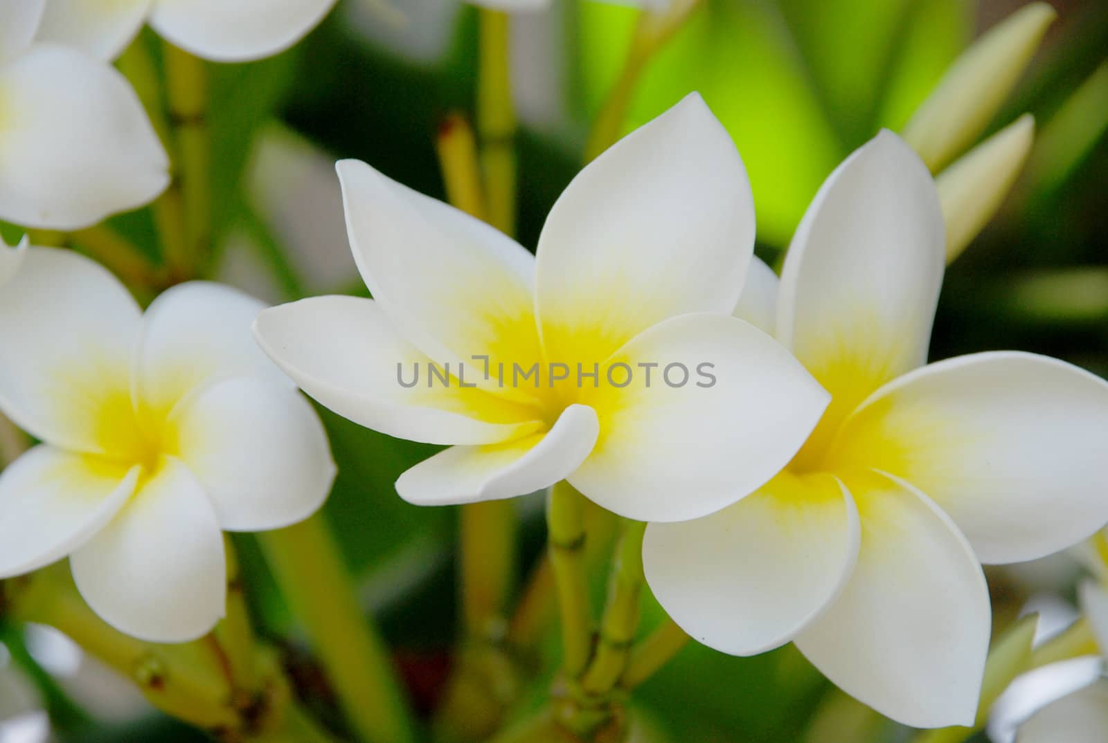 three white and yellow narcissuses whith a green background which are stems of flowers.