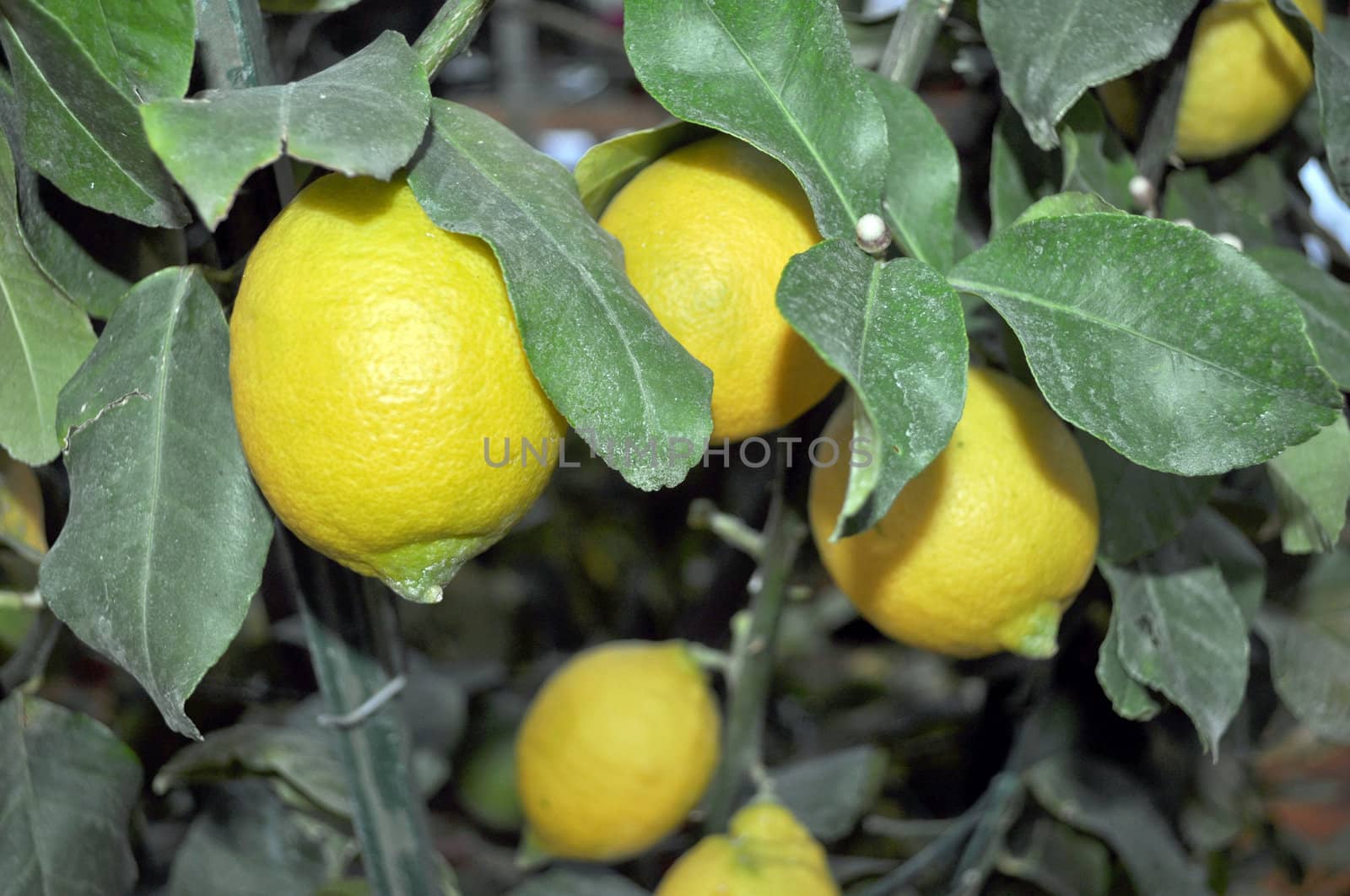 A lemon tree in the Citrus Limon family