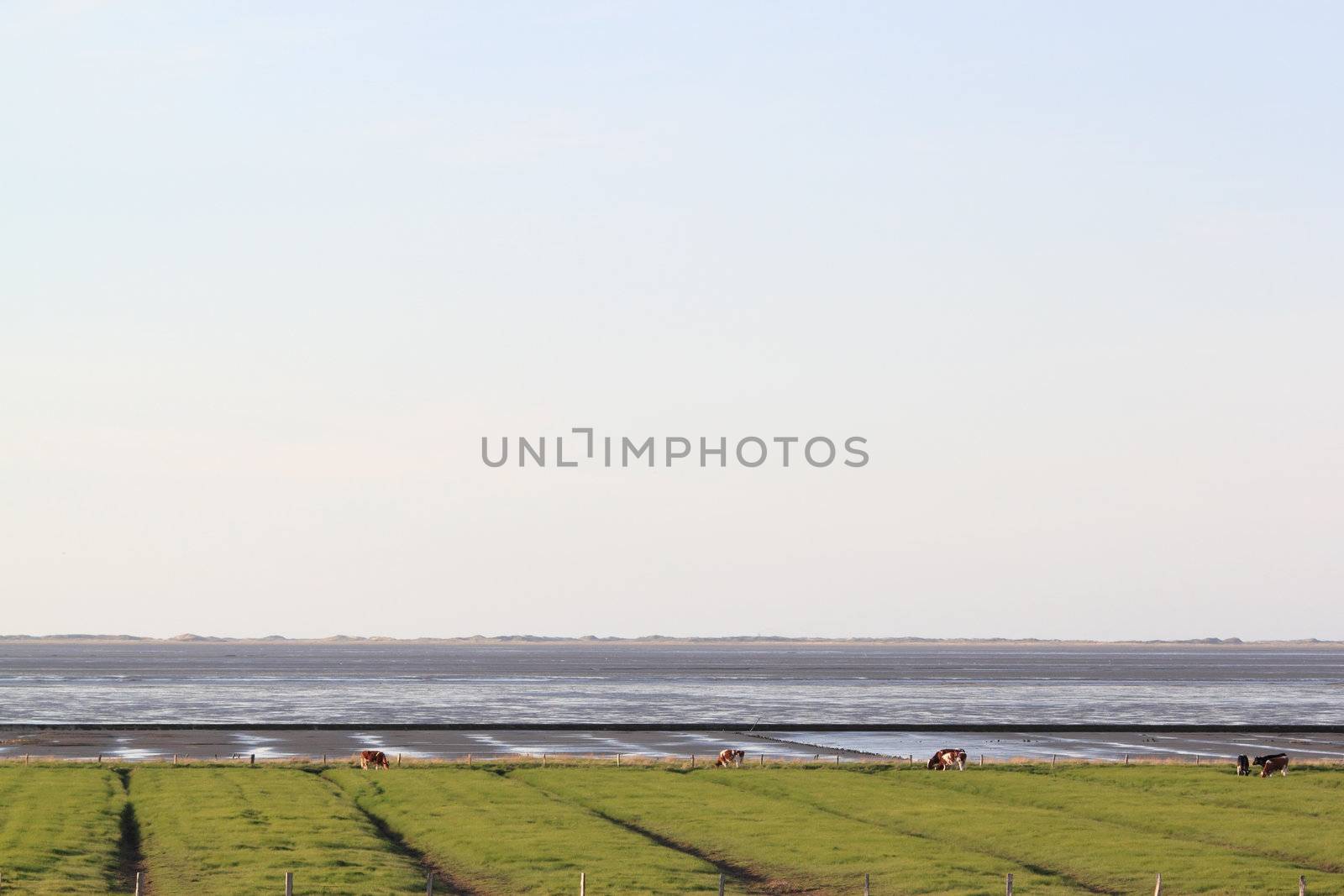 cows on a polder at the german north sea coast