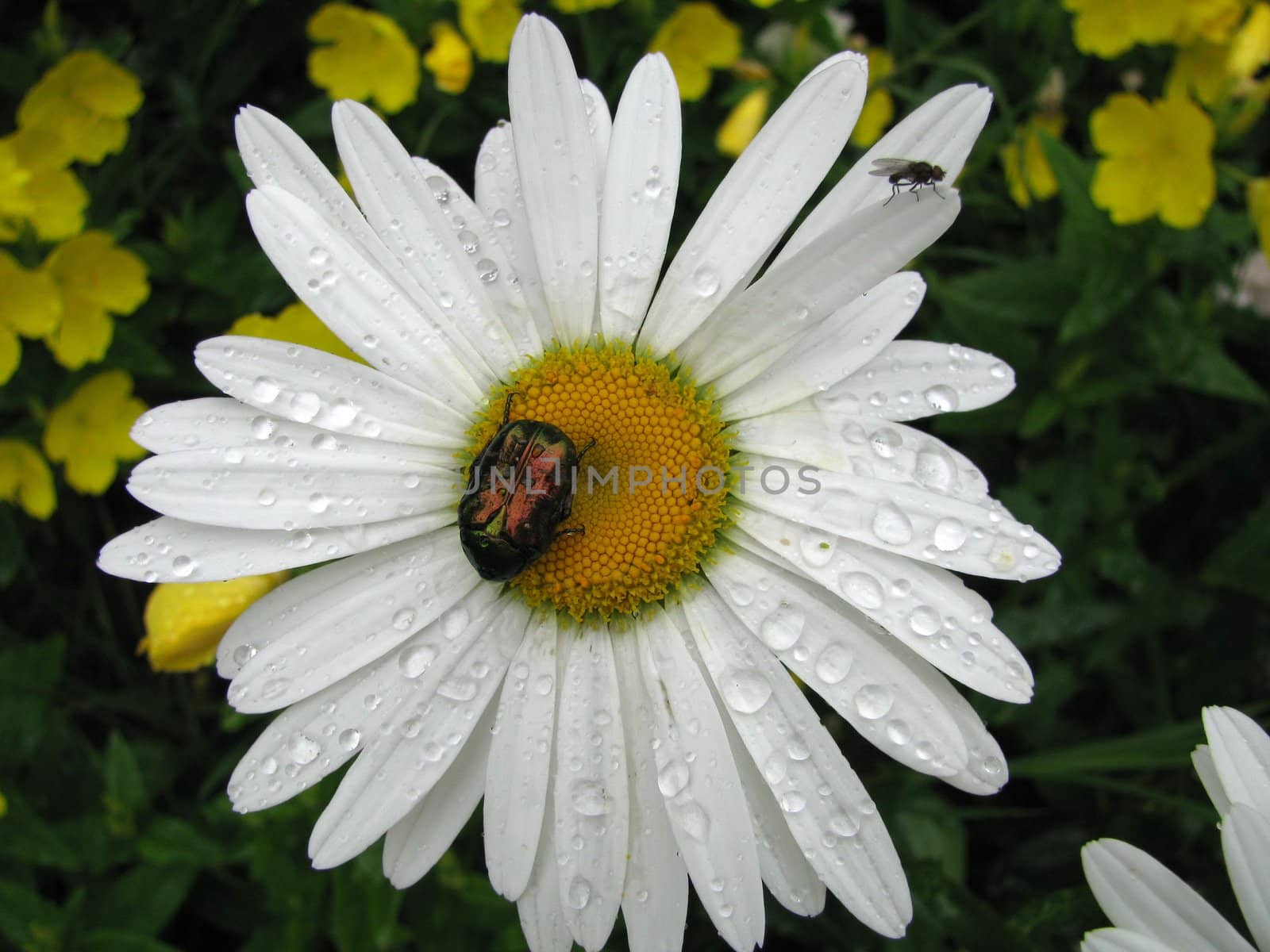 Daisywheel; cockchafer; fly; white flower; background; dew; drop; garden; flowerses; beauty; invoice; tenderness; insect; biology