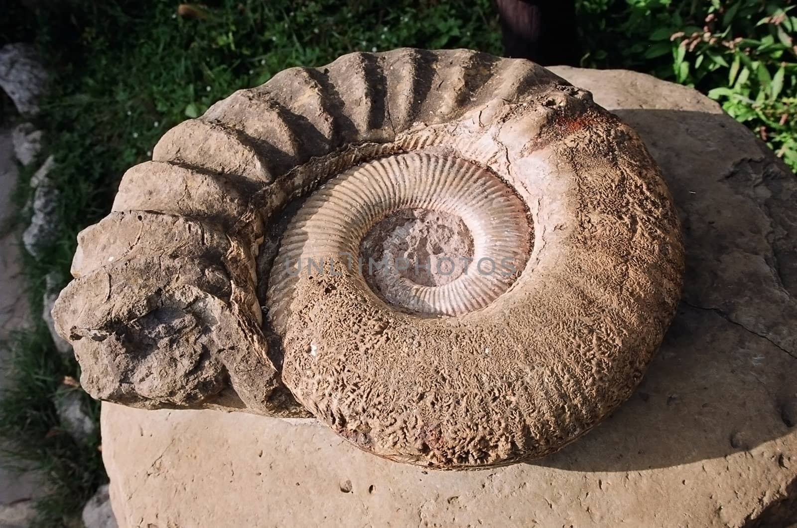 Ammonit, seashell, petrified rock, antiquity by Viktoha