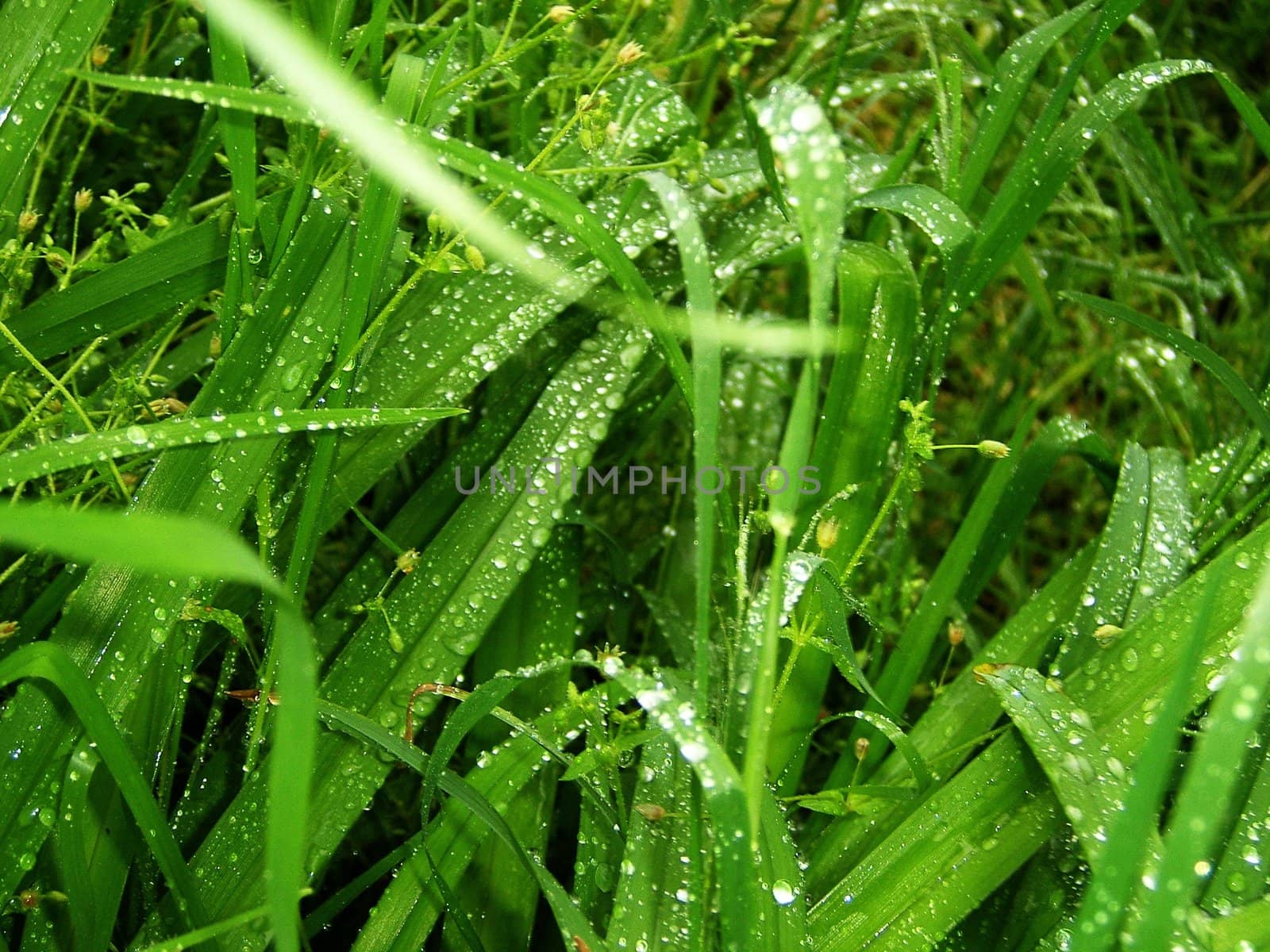 verdure; matutinal dew; drop; colour; texture by Viktoha