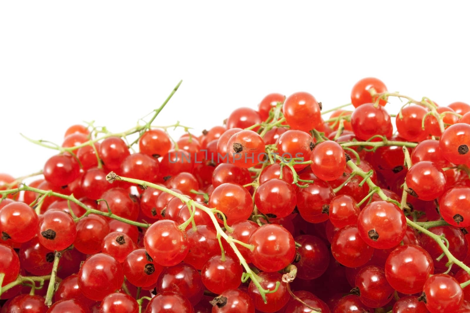 Macro photo of fresh red currant berries against white background