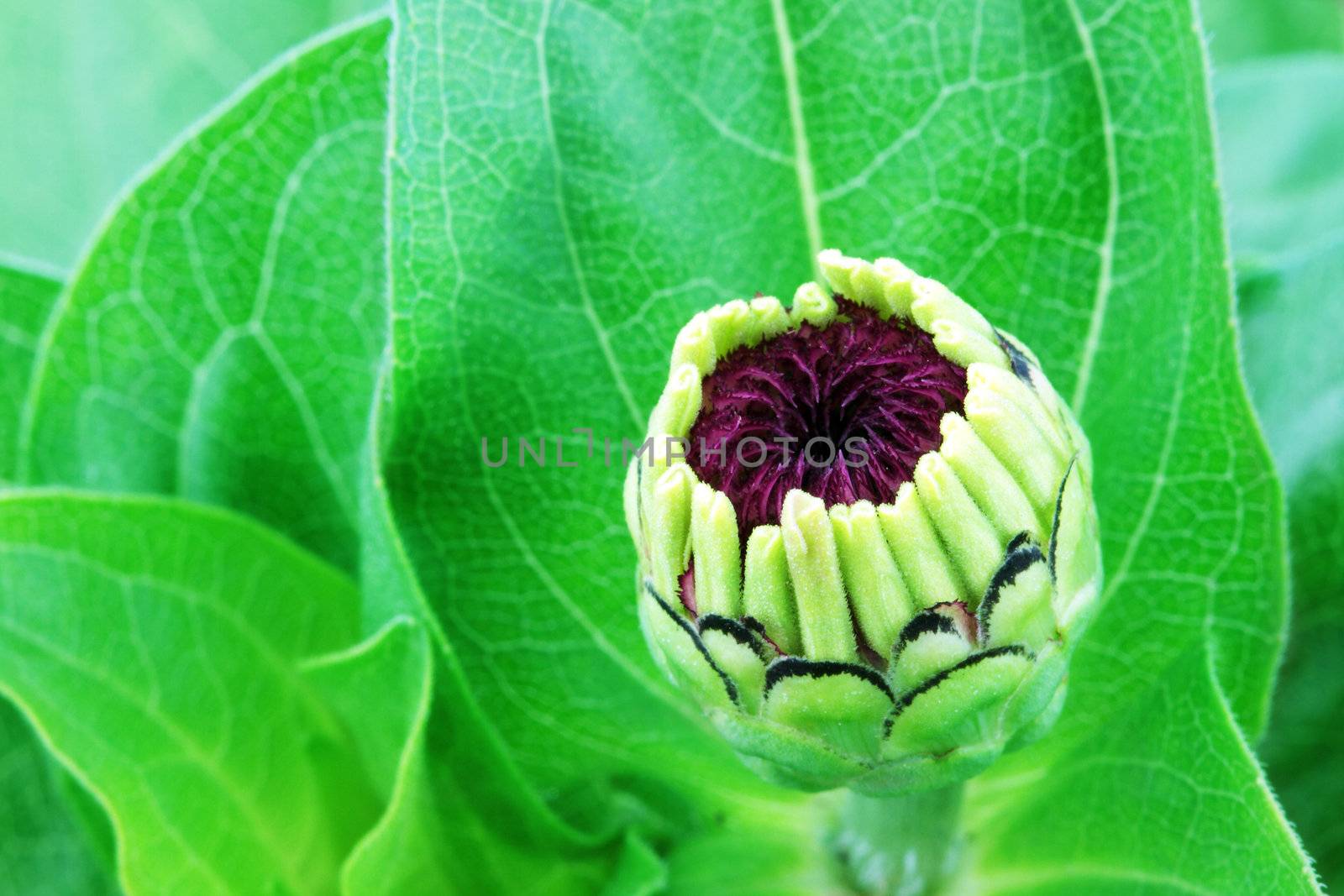 Purple zinnia bud ready to bloom.