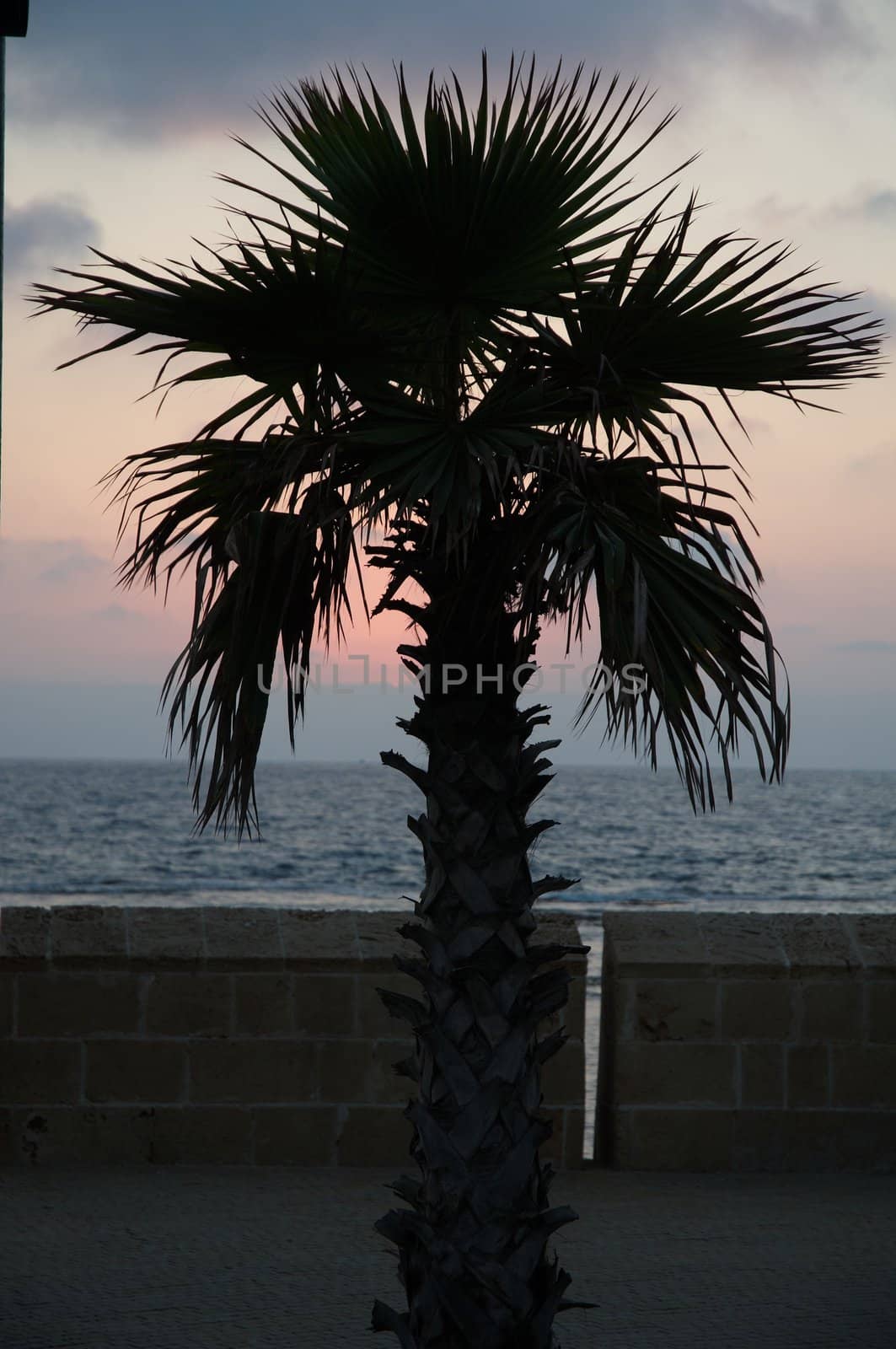 Silhouettes of palm trees against a beautiful sunset.