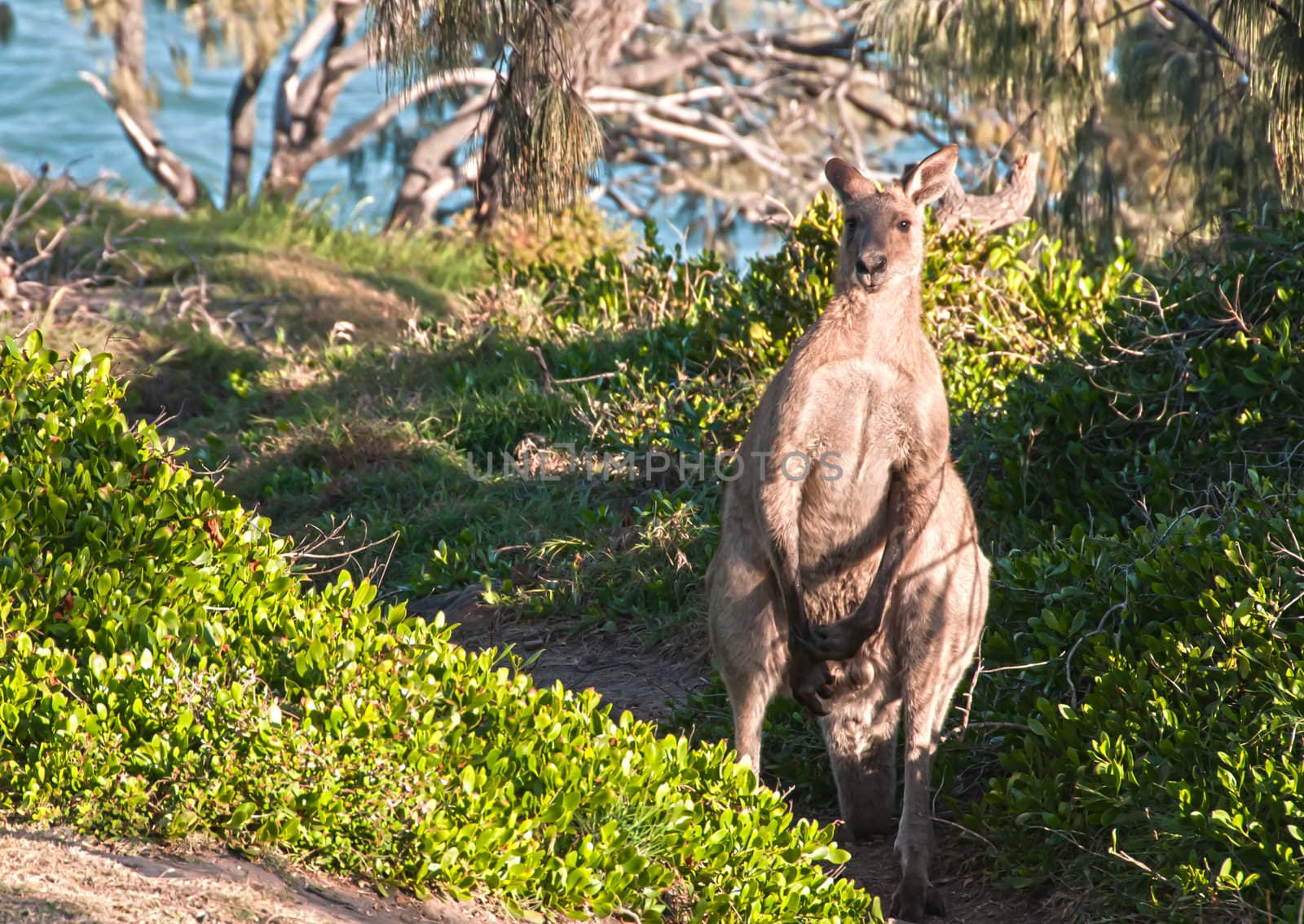 Wild Kangaroo in the Australian Bush