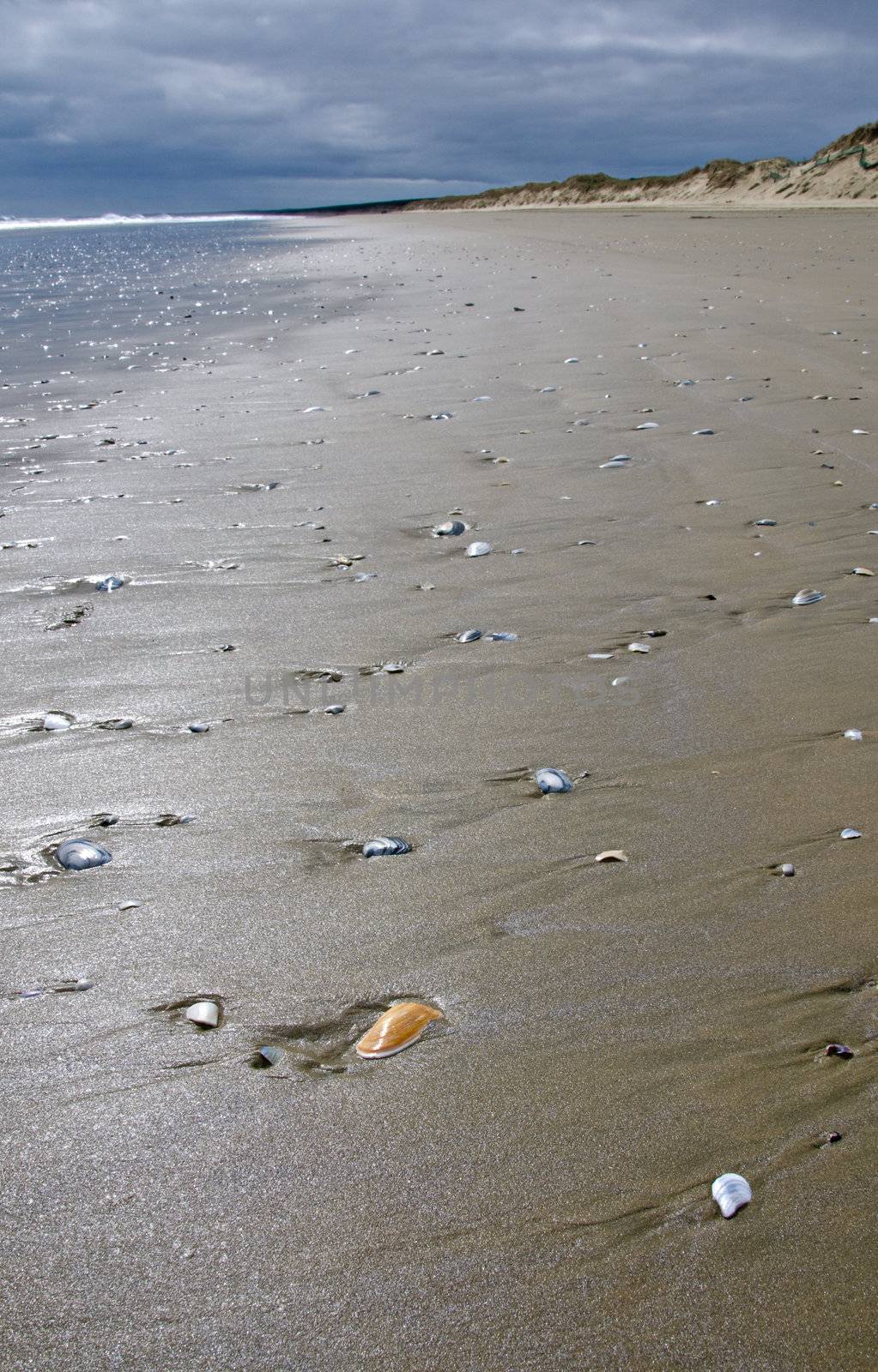 90 Mile Beach in New Zealand with emphasis on the sea shells