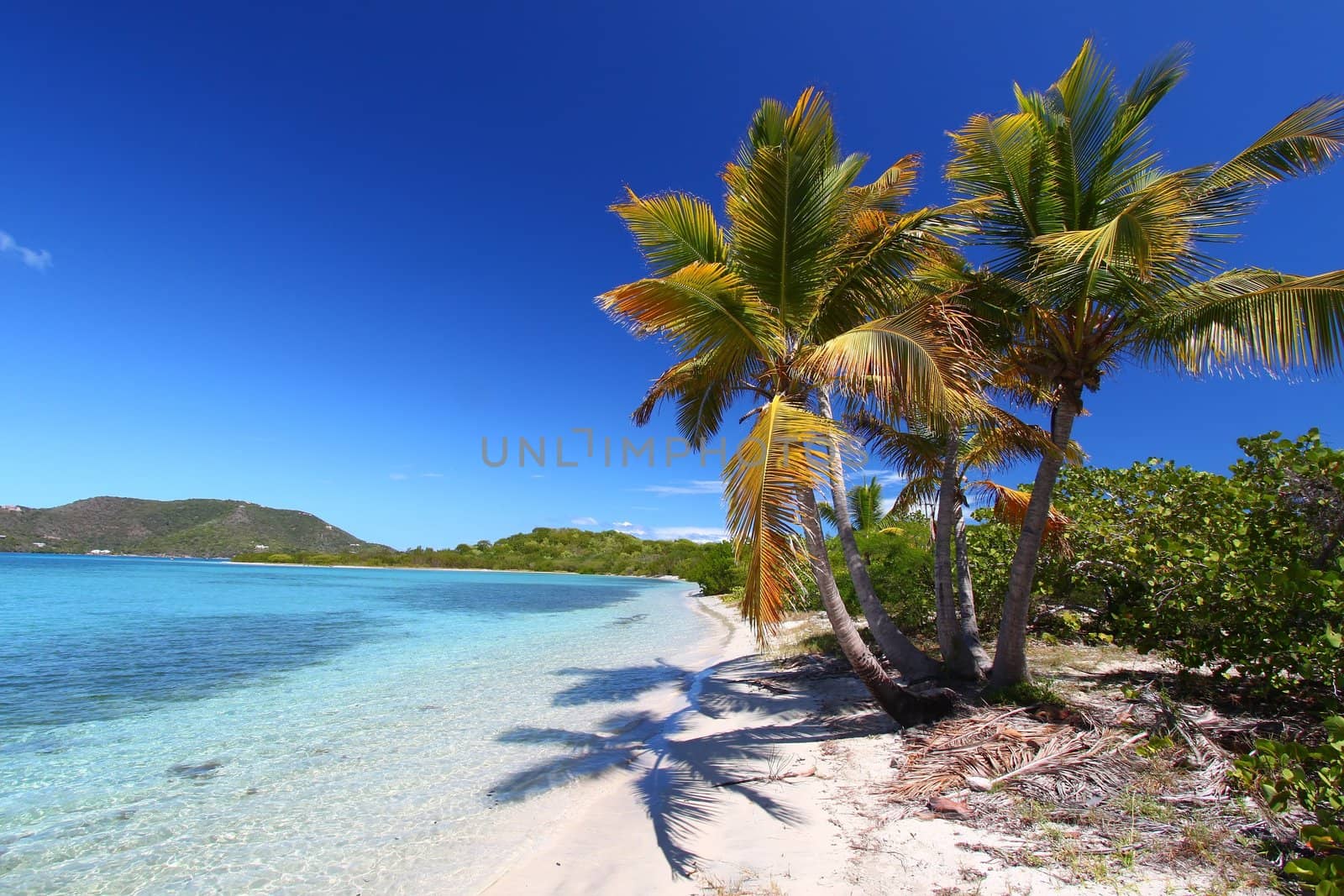 Palm trees on the beach of Beef Island - British Virgin Islands.