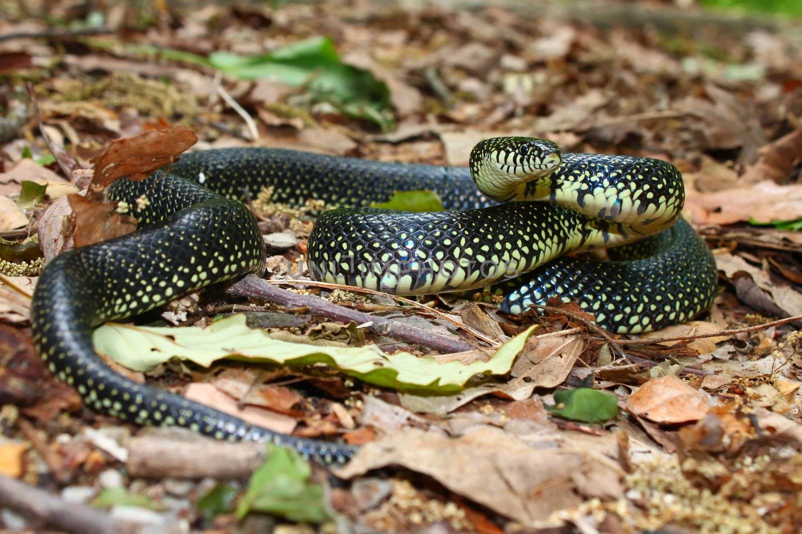 A Black Kingsnake (Lampropeltis getula) at Monte Sano State Park - Alabama.