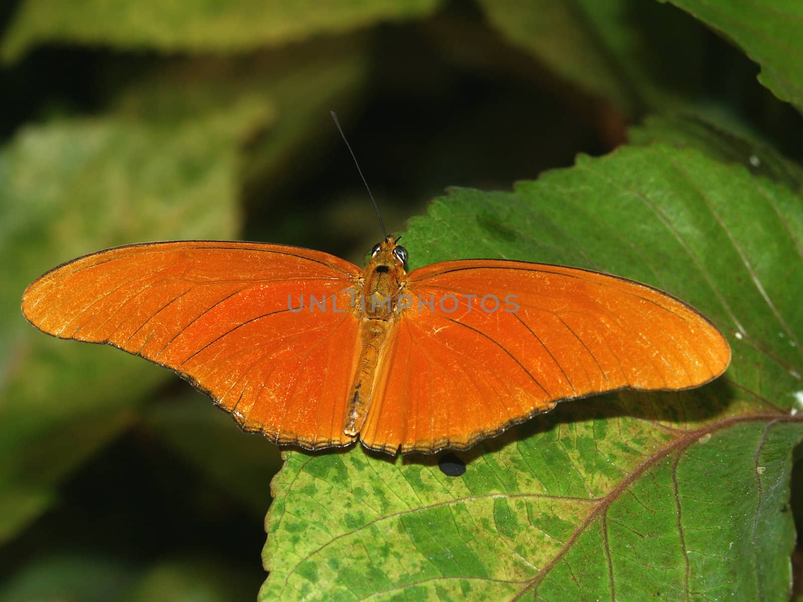 Julia Heliconian Butterfly (Dryas iulia) by Wirepec