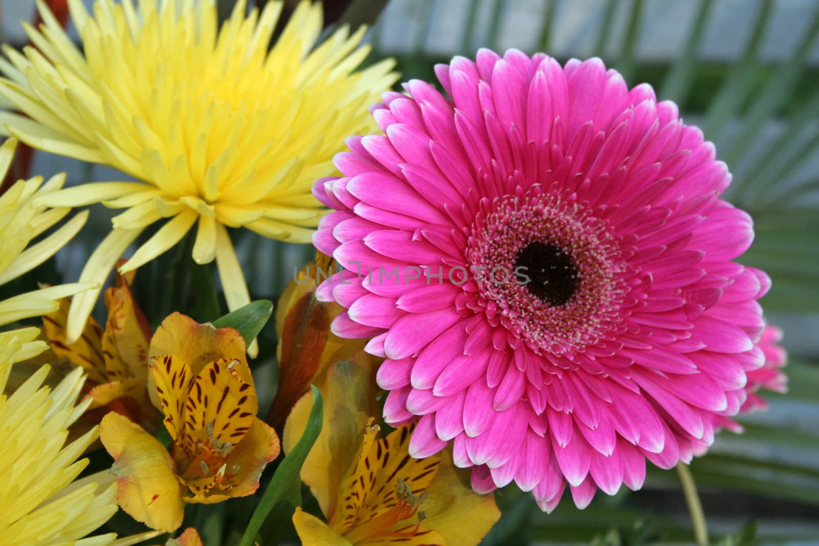 Multicolored flowers, background