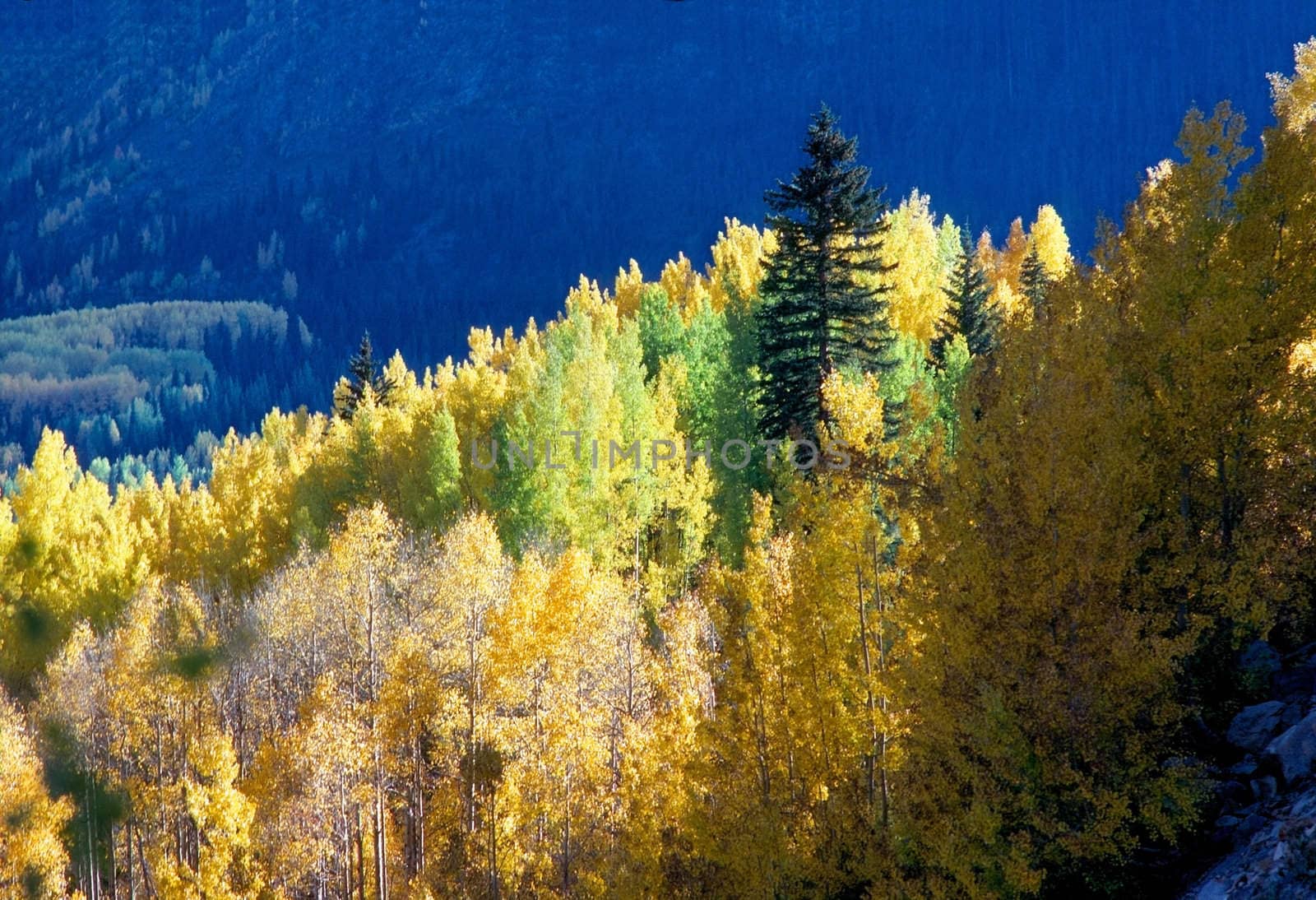 Autumn  with colorful aspen trees