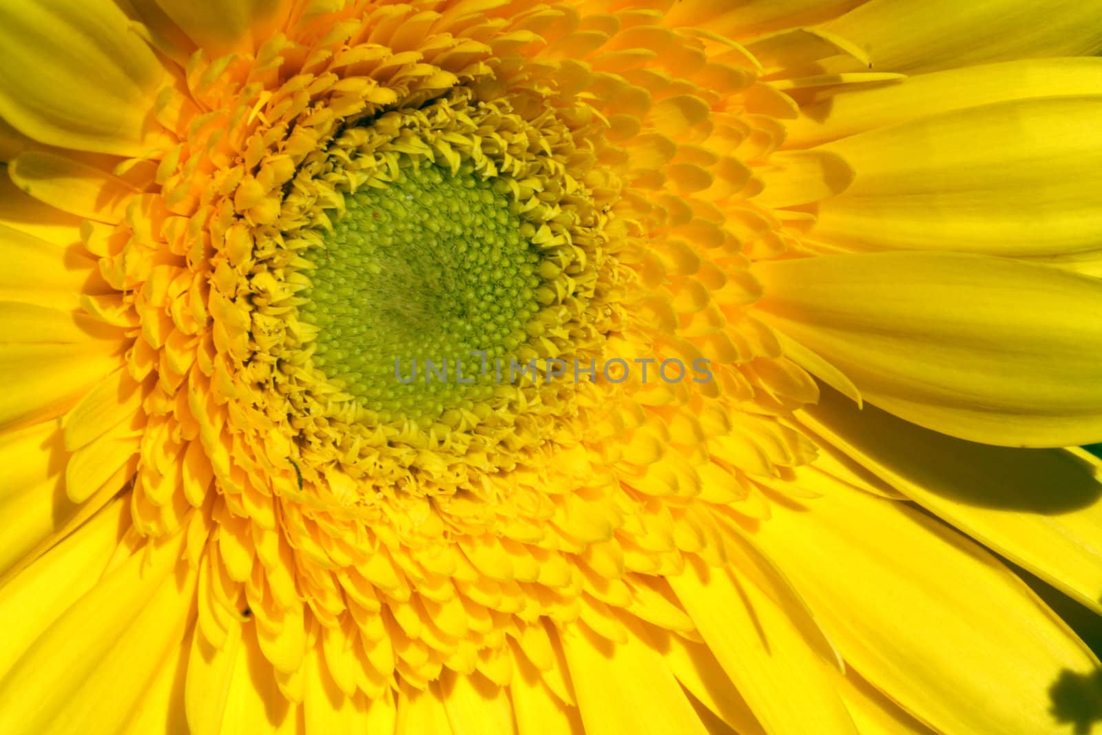 Yellow gerbera, macro, flower background