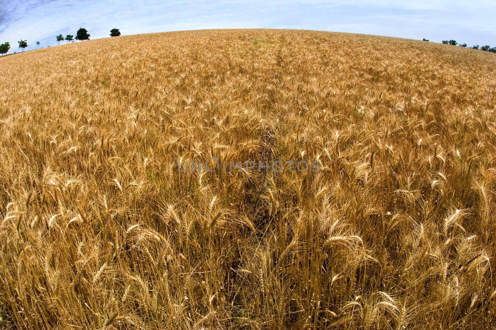 agriculture serias: view of a wheat golden field