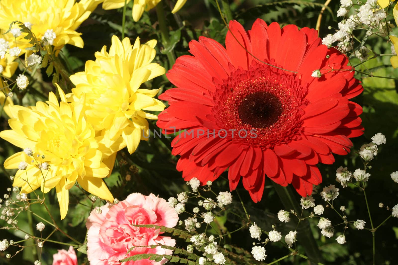 Gerbera and aster, flower background