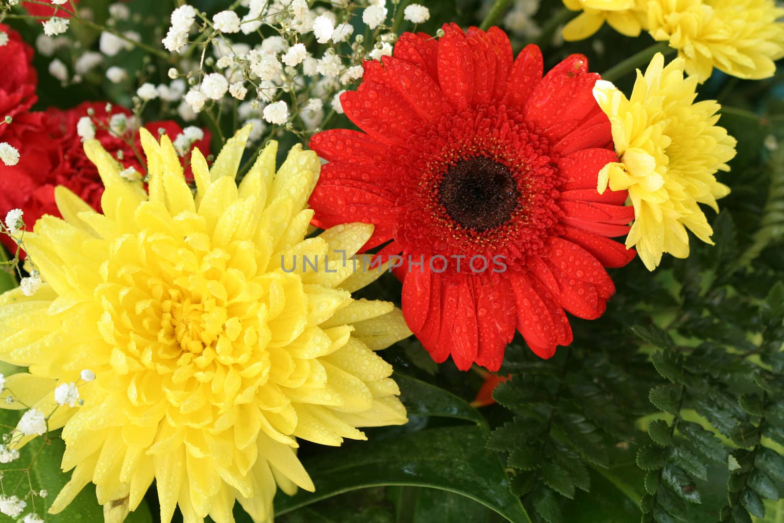 Red gerbera and yellow aster, flower background