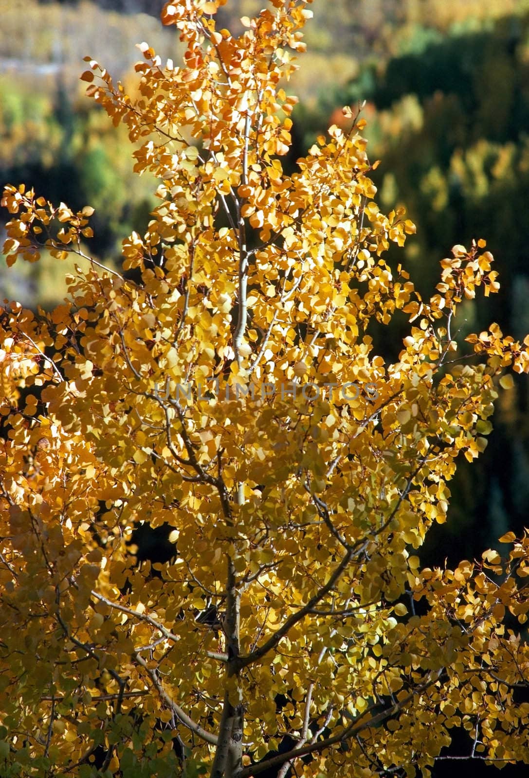 Autumn  with colorful aspen trees