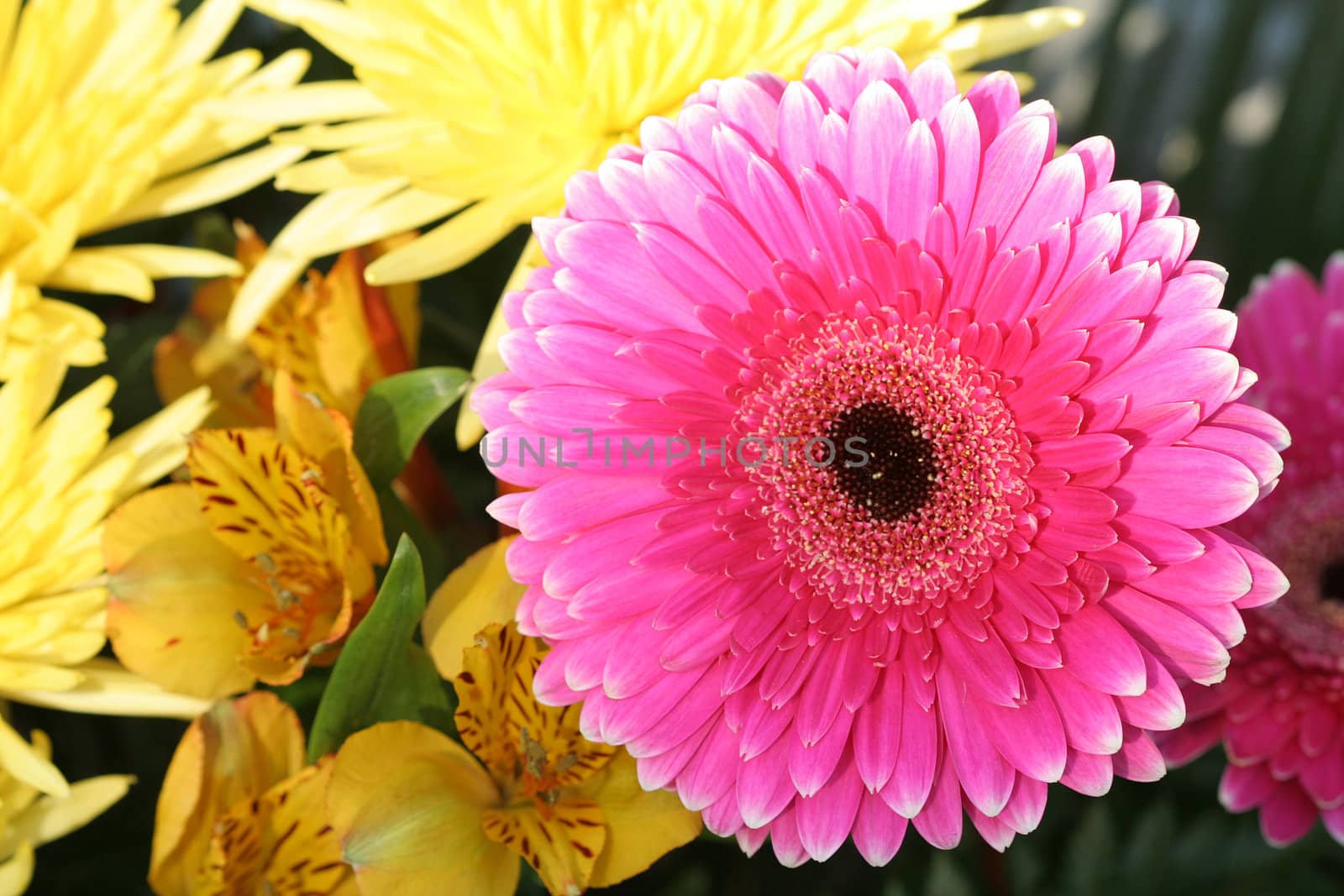 Pink aster on yellow background, flowers