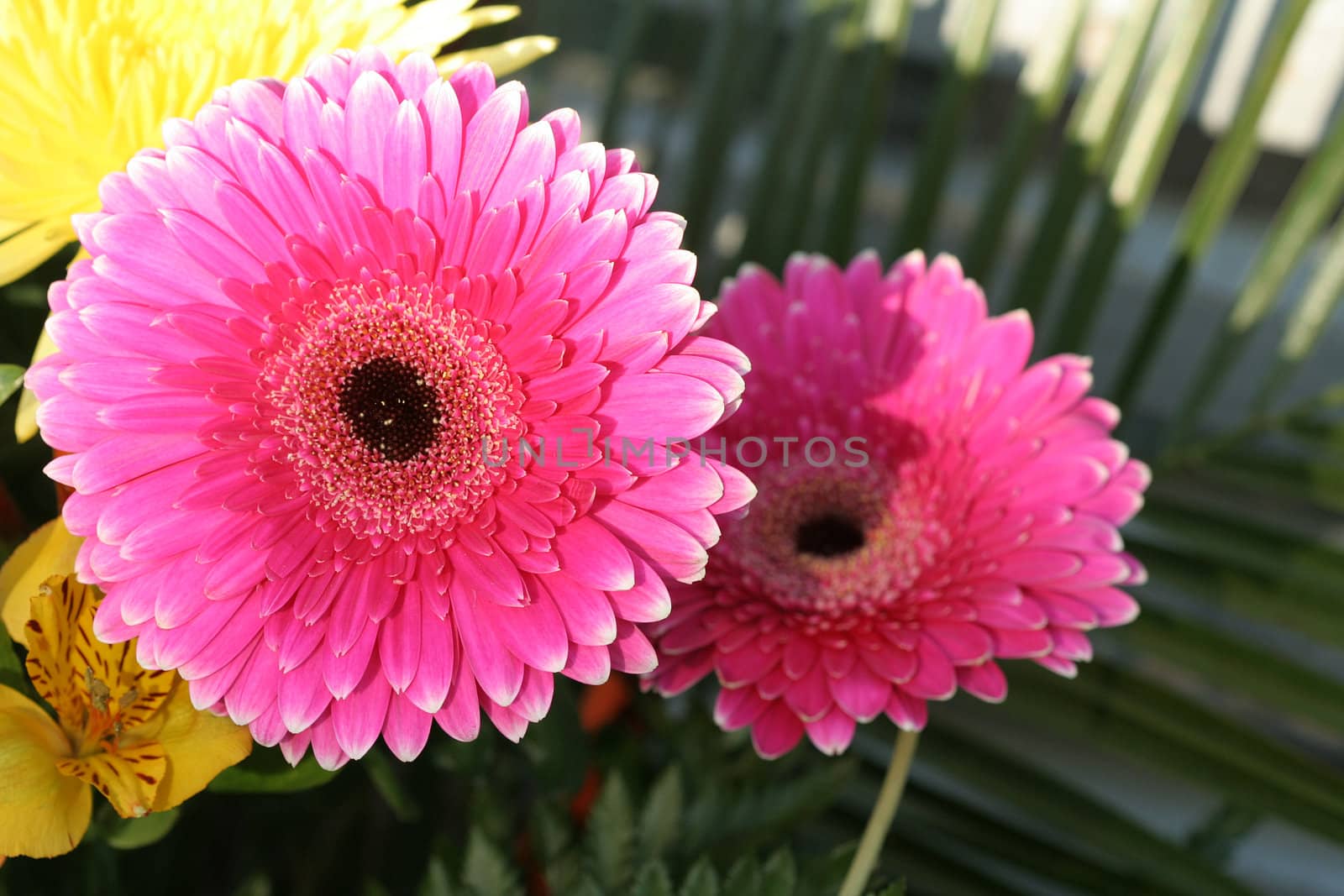 Two pink asters, flower background