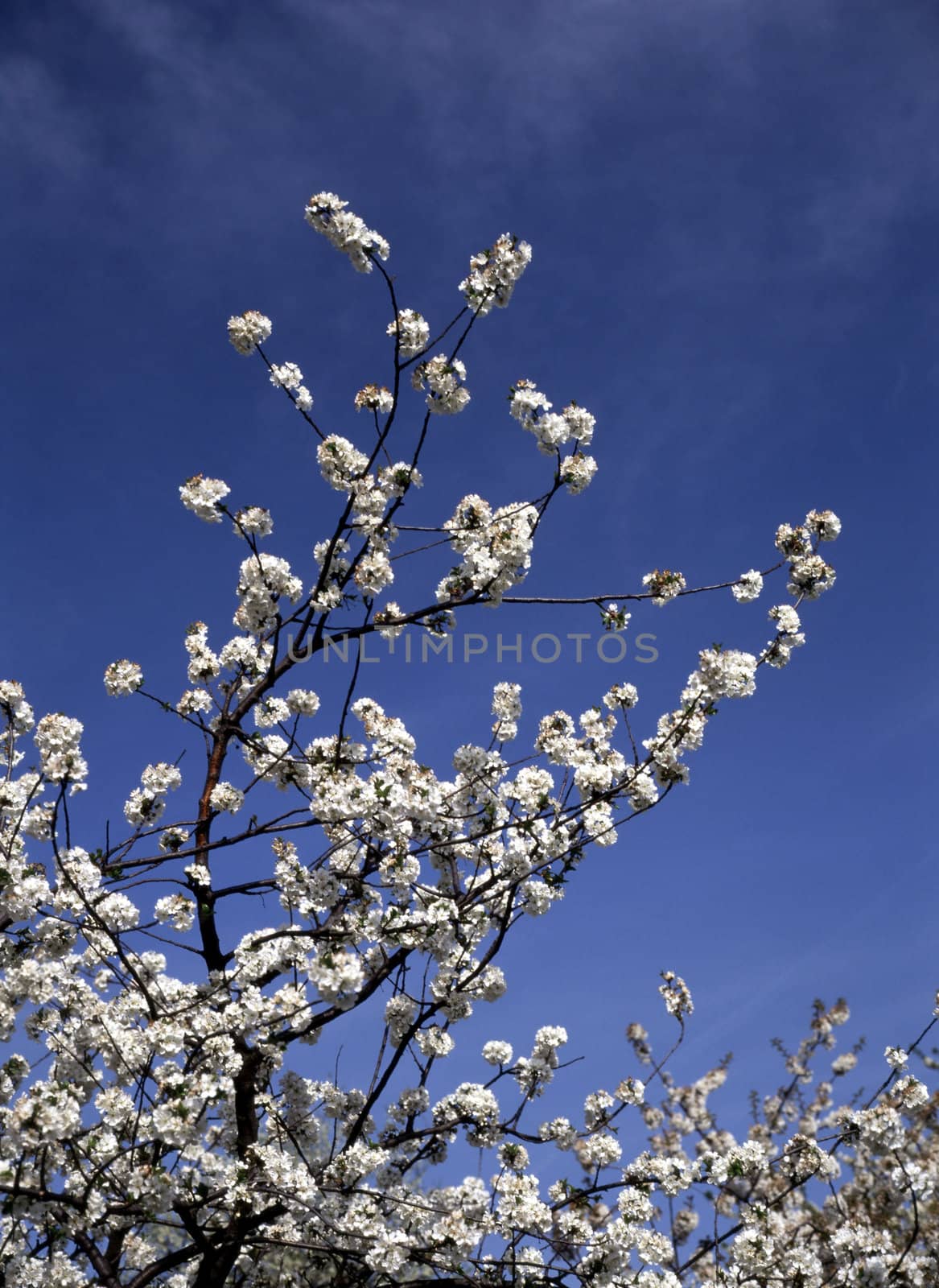 Blooming cherry tree on spring