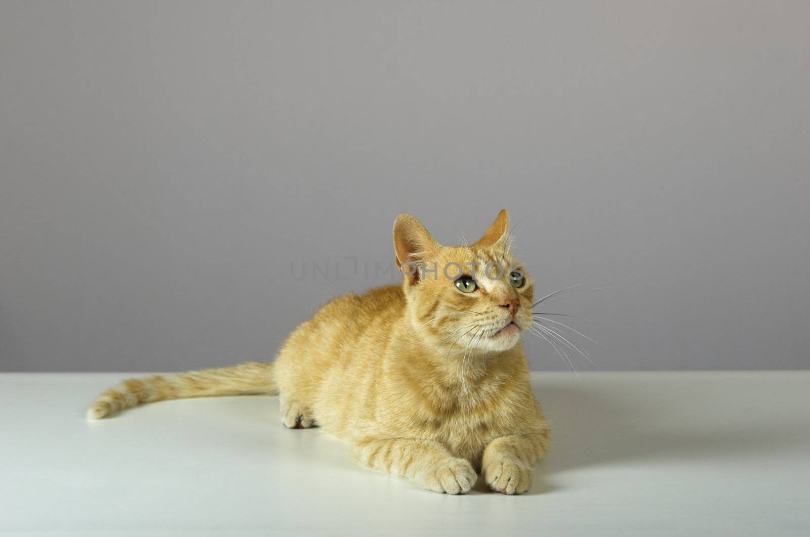 Studio shot of a beautiful kitteen (more pictures of the same cat on my gallery)