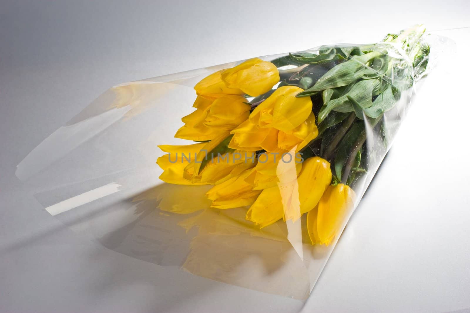 flower series: yellow tulip's bunch of flowers