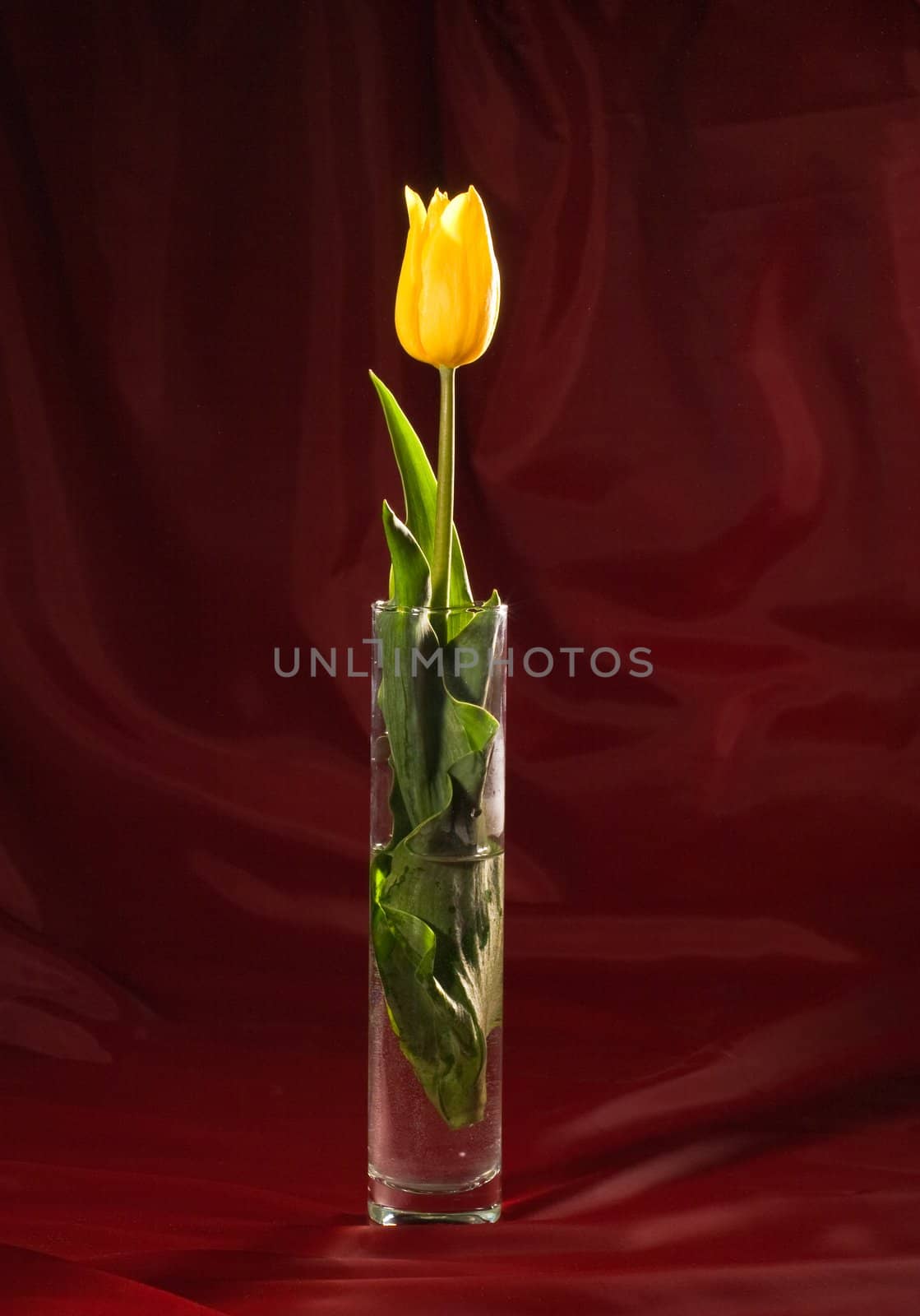 tulip by agg