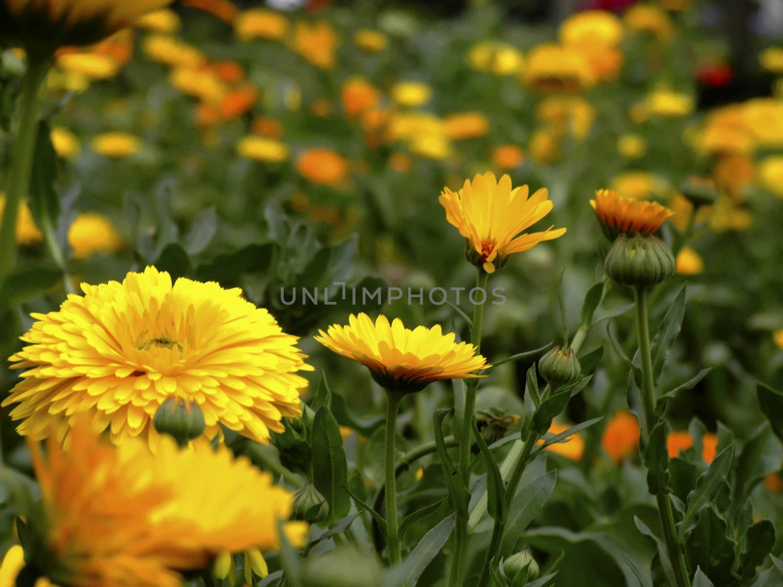 Yellow Dahlias by PhotoWorks