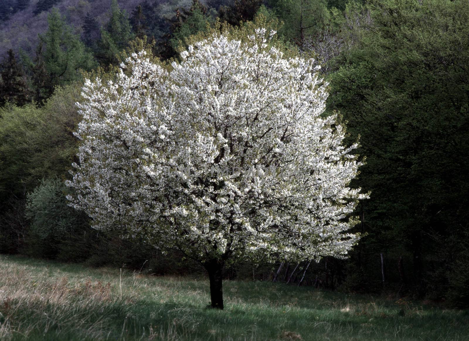 Tree blooming  in spring