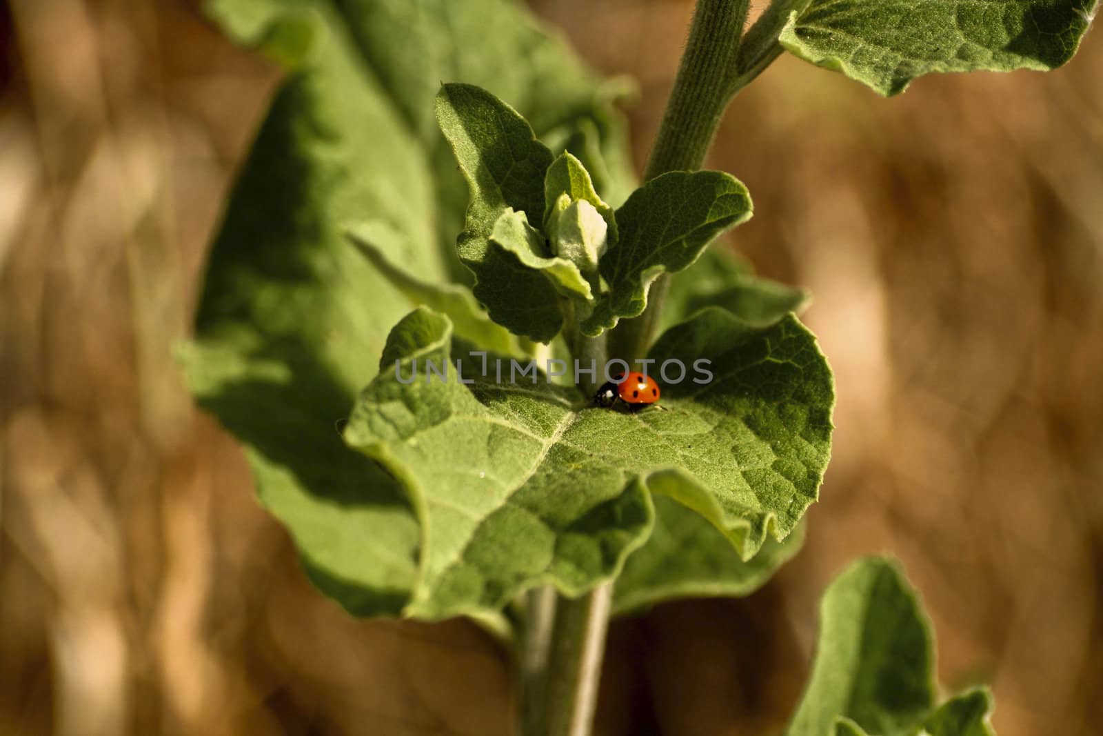 A Ladybird On A Leaf by nile