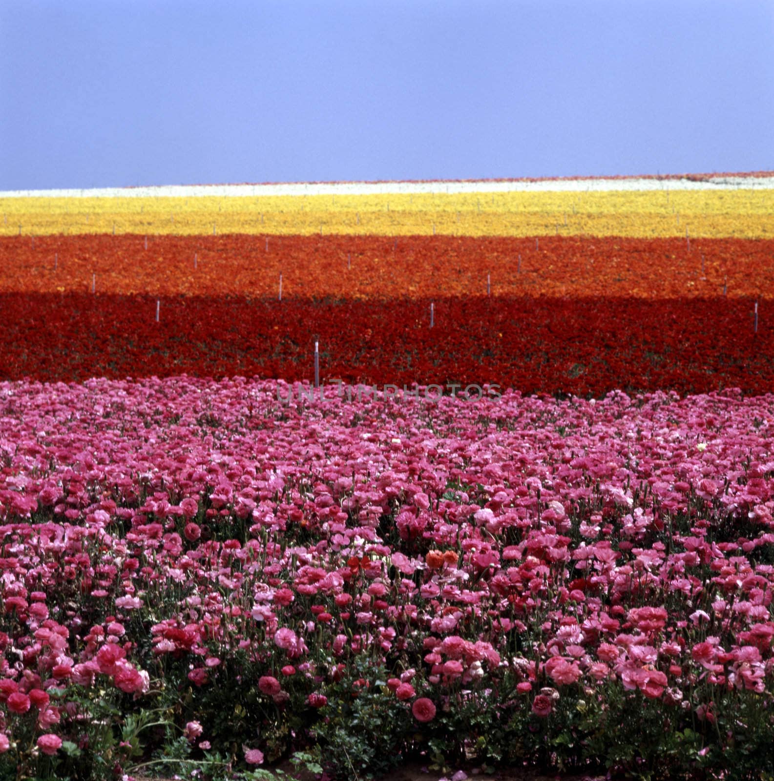 Flower farm in Oceanside, California