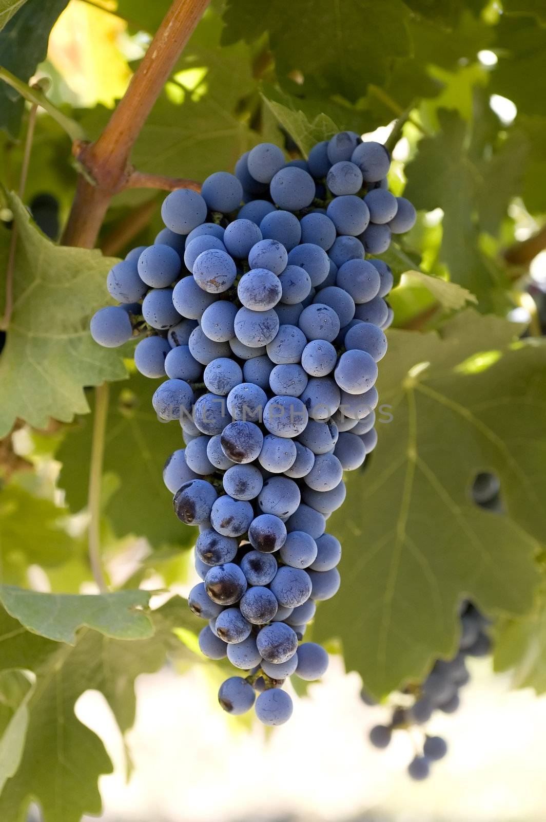 A beautiful view of a bunch of fresh, juicy ripe Cabernet Sauvignon grapes still on the vine, ready to be picked.