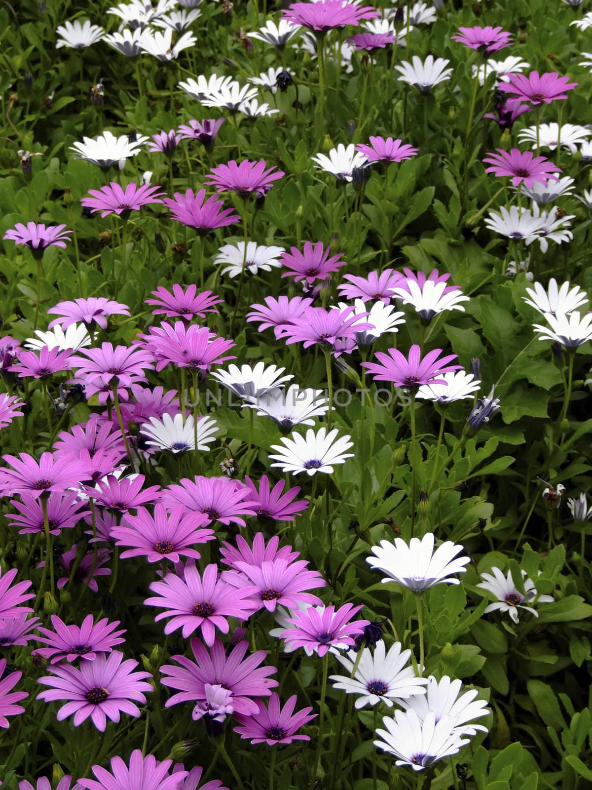 Purples & Whites by PhotoWorks